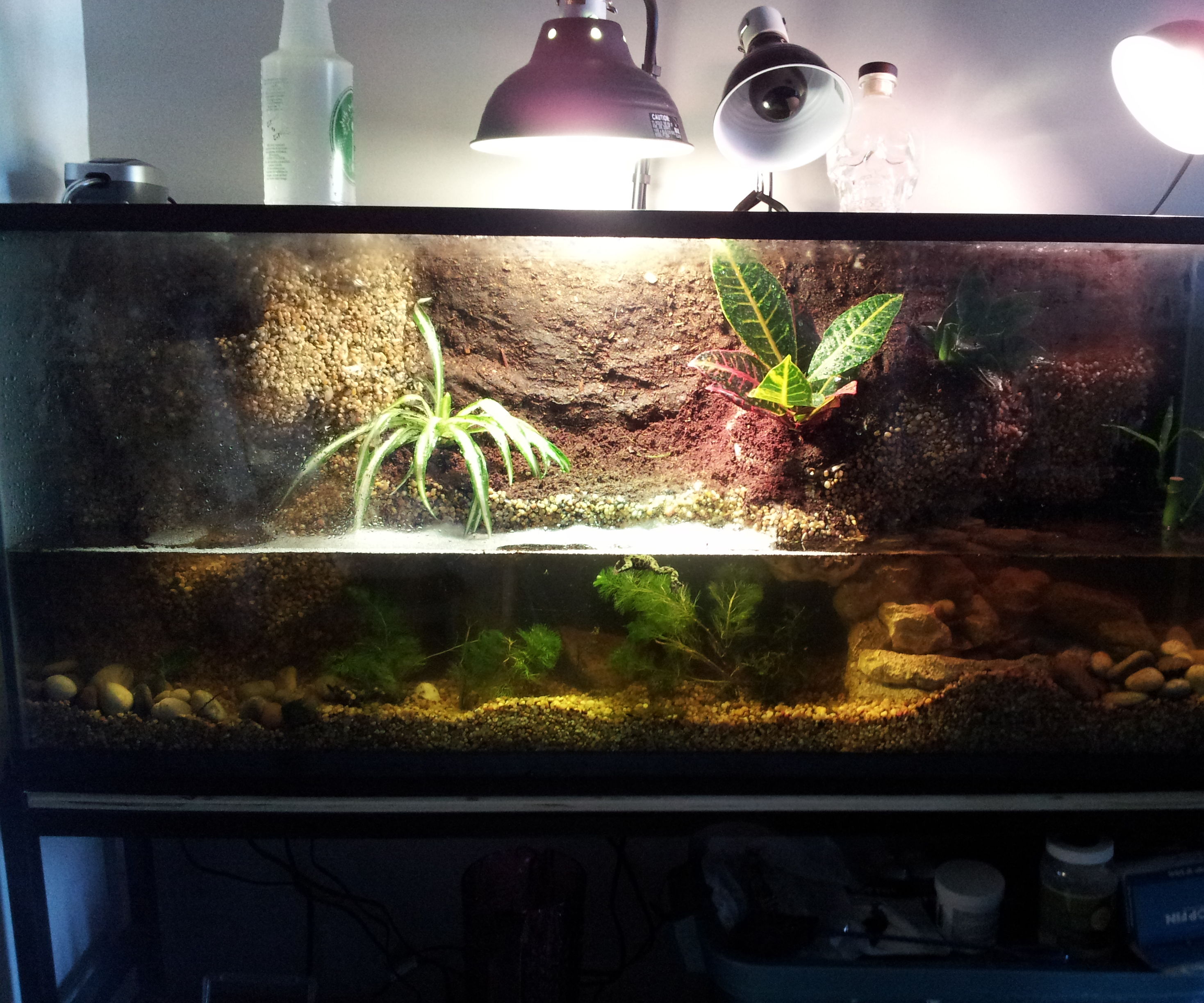 Paludarium/Terrarium Build