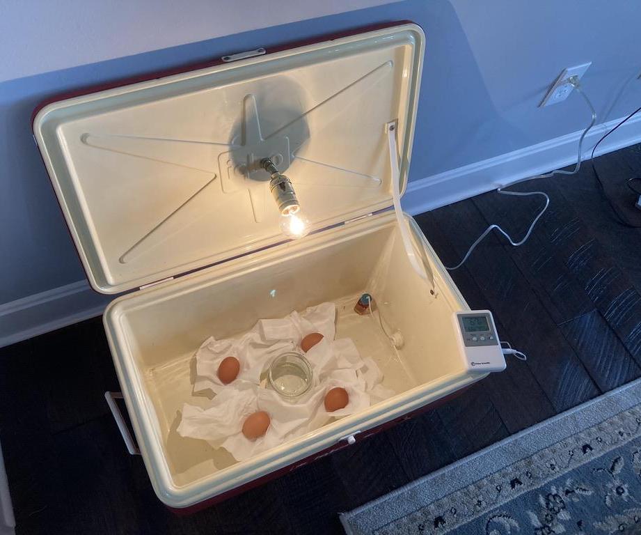 Bird Incubator