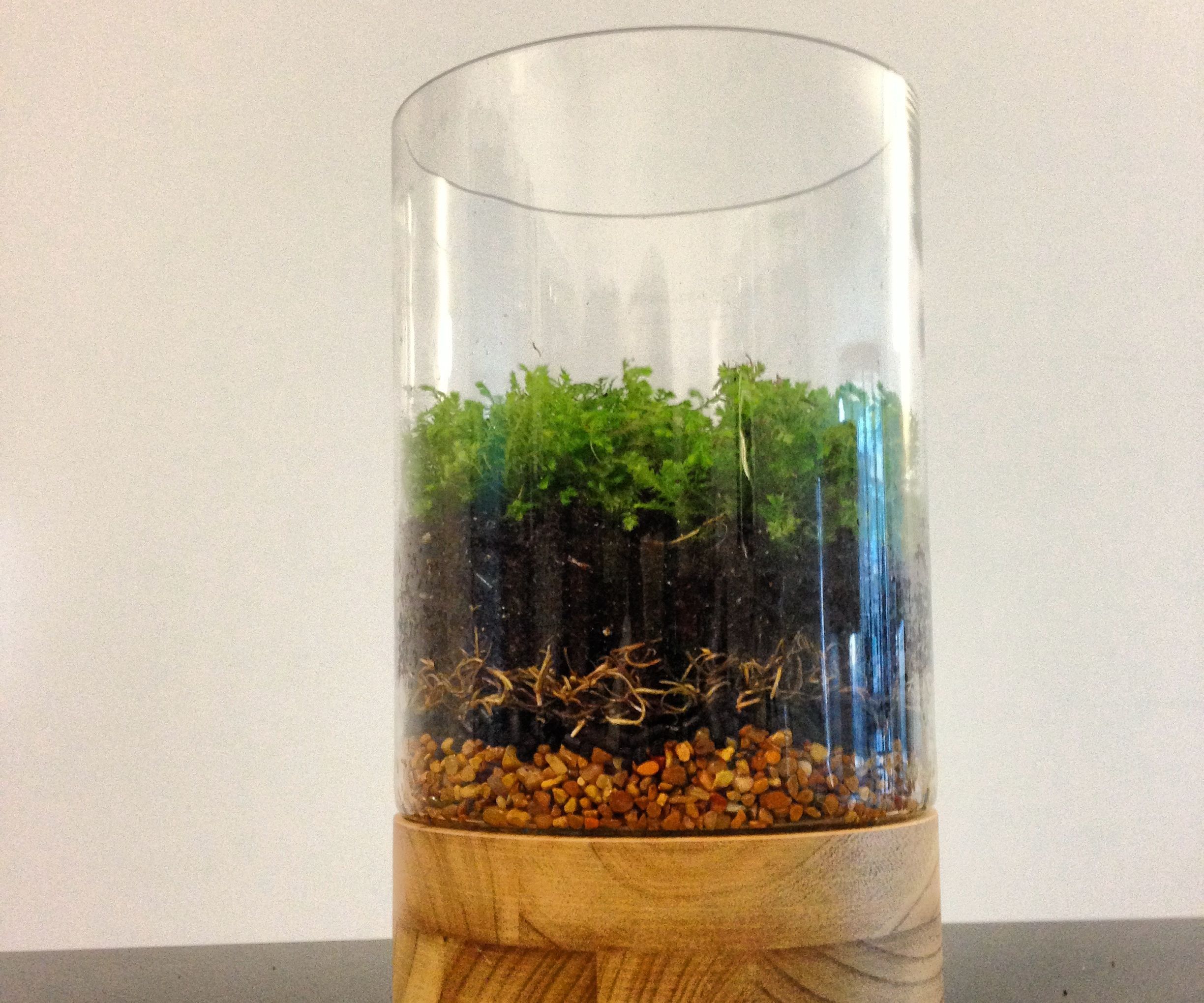 How to Make a Moss Terrarium