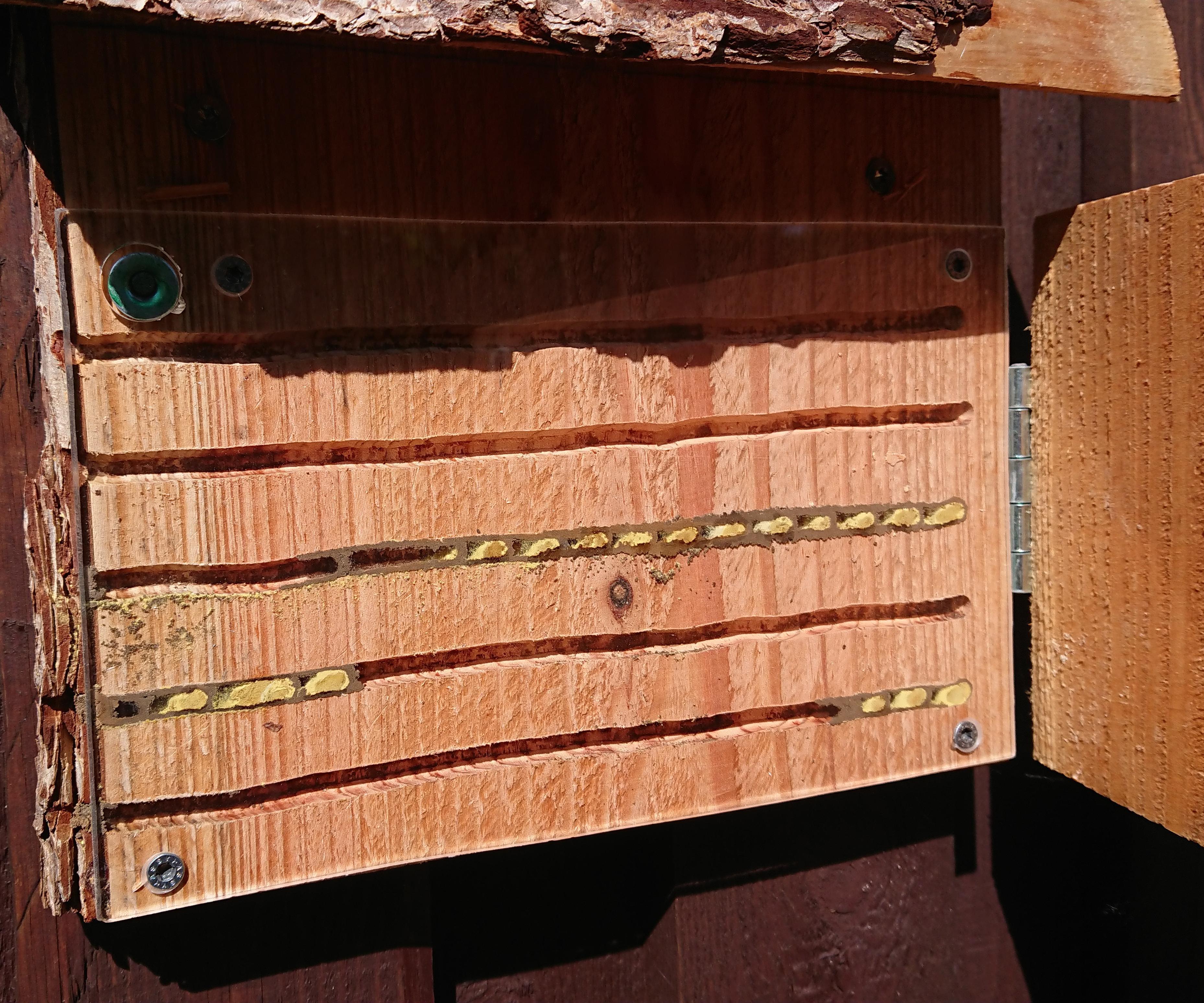 Bee Observatory