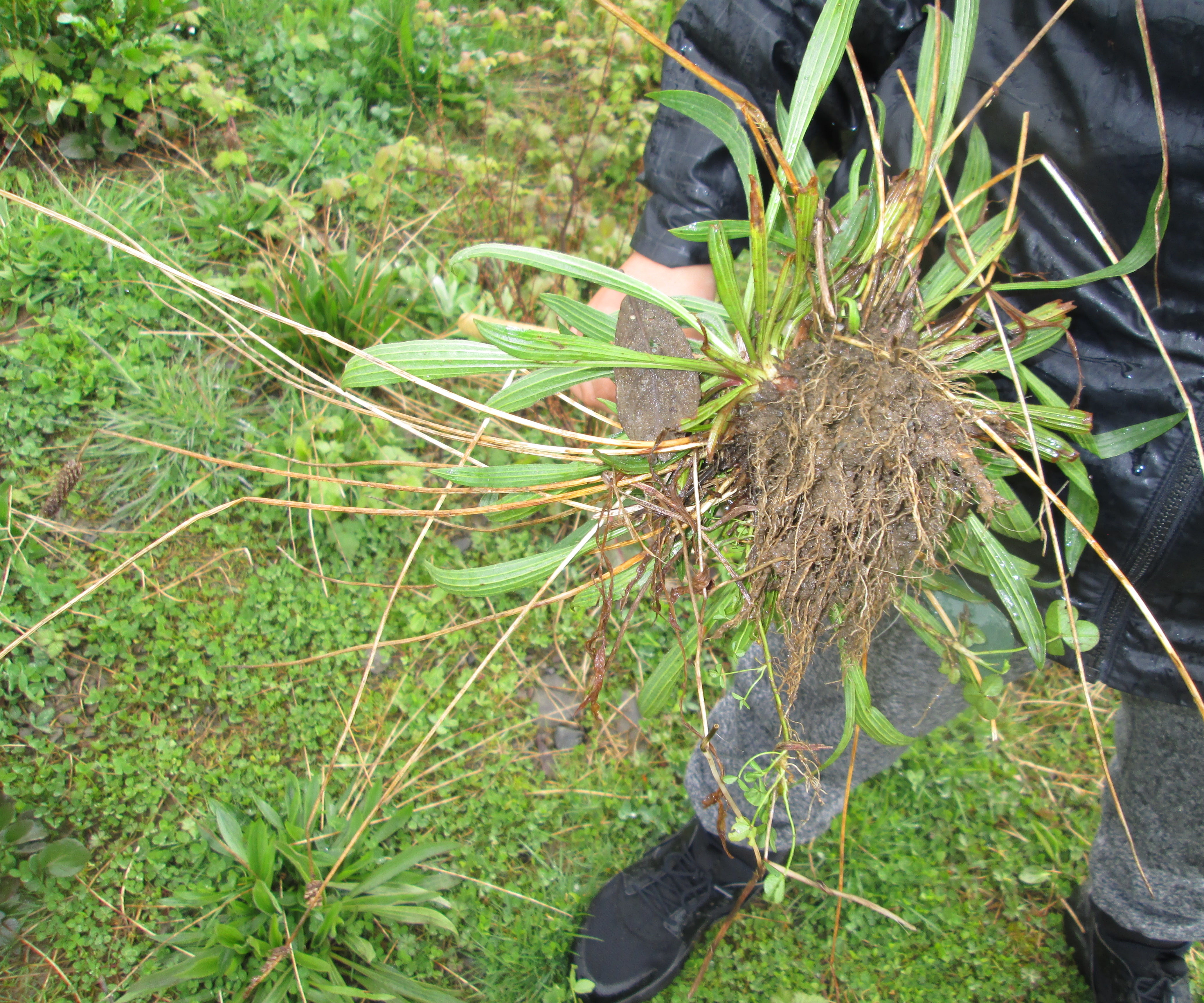 Foraging a Guid to Digging Plants