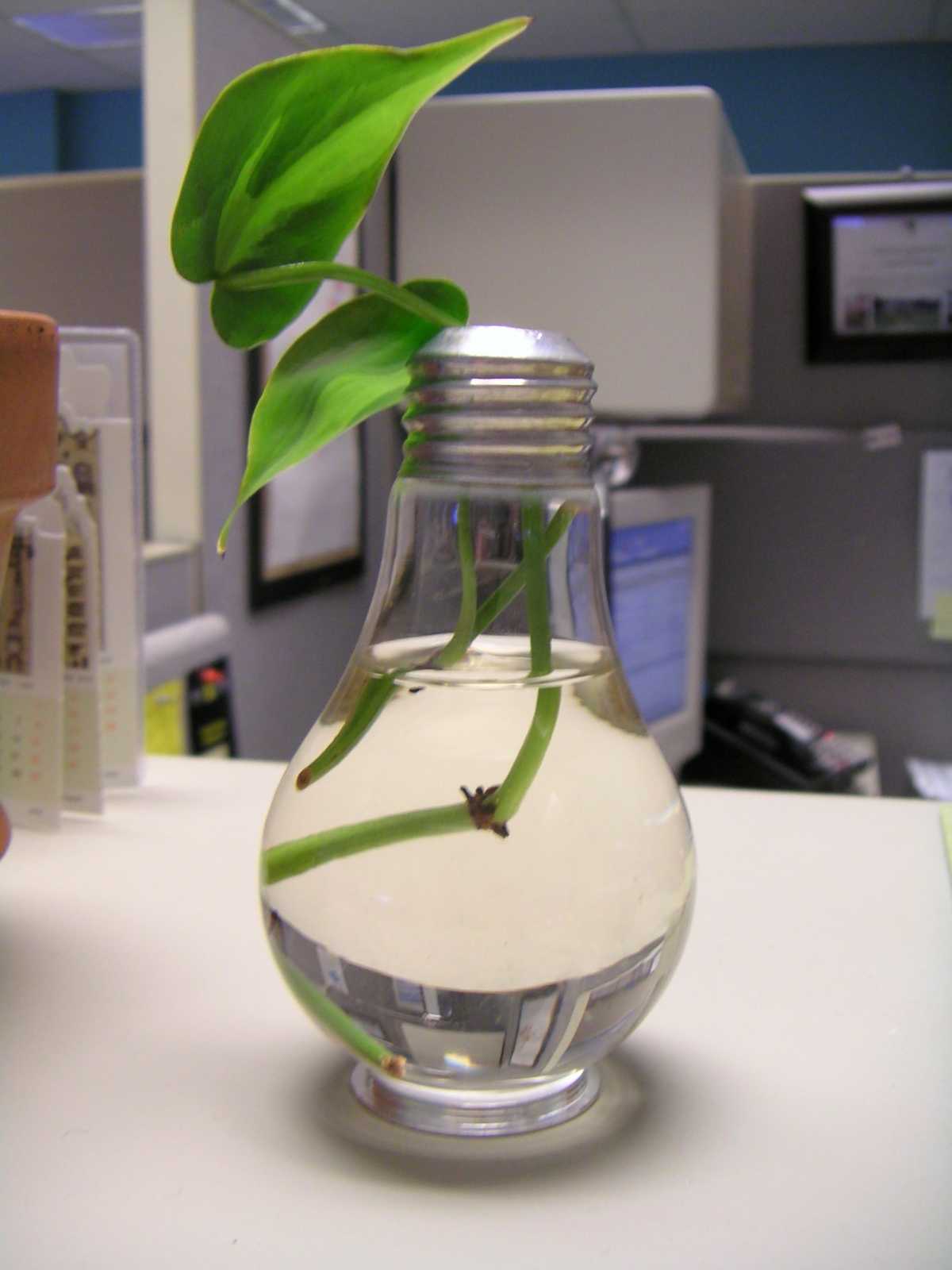 Reusing Lightbulbs: As Planters or Mini Terrariums