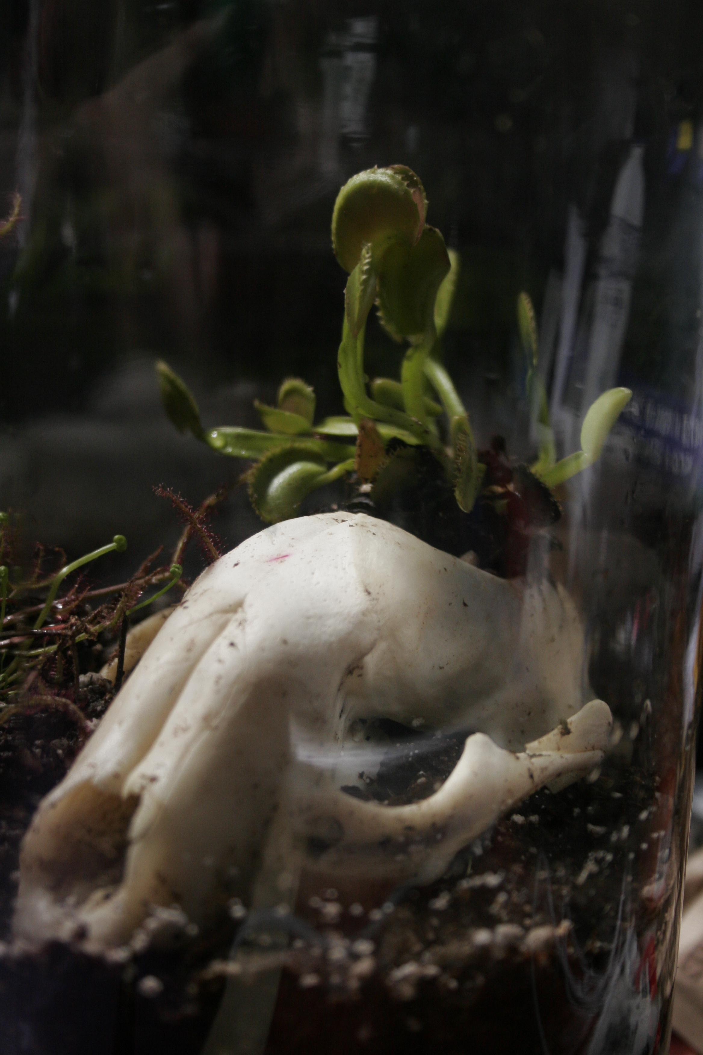 Carnivorous Plant Terrarium