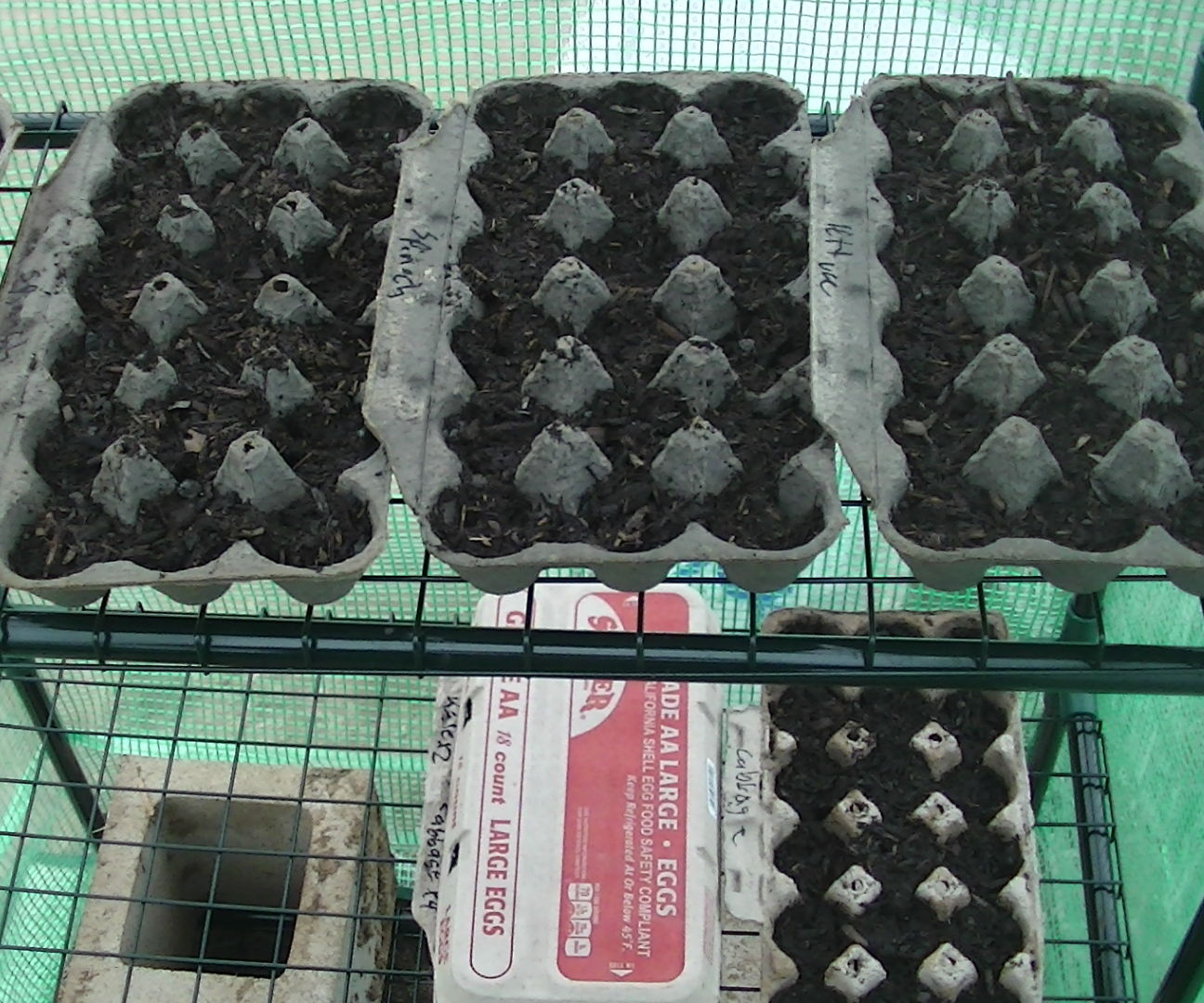 Recycled Seed Starter