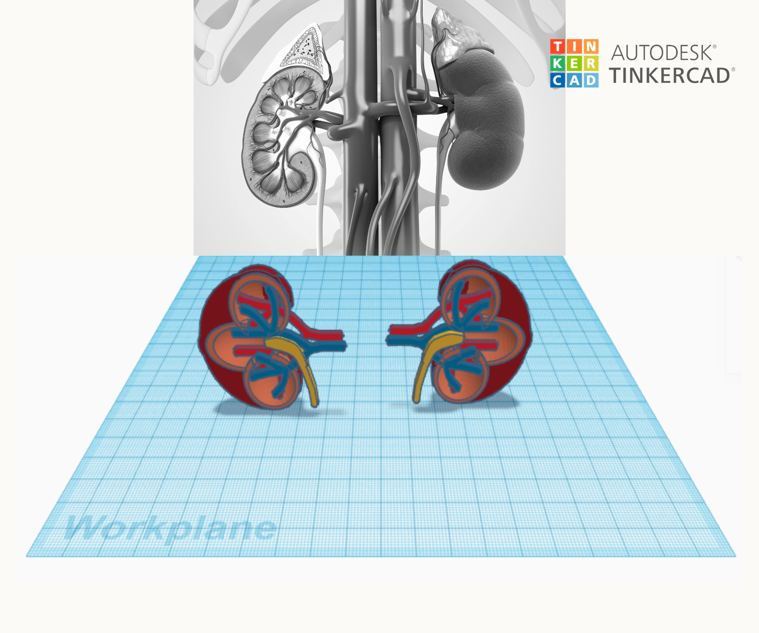 3D Model of Kidney Ft.Tinkercad