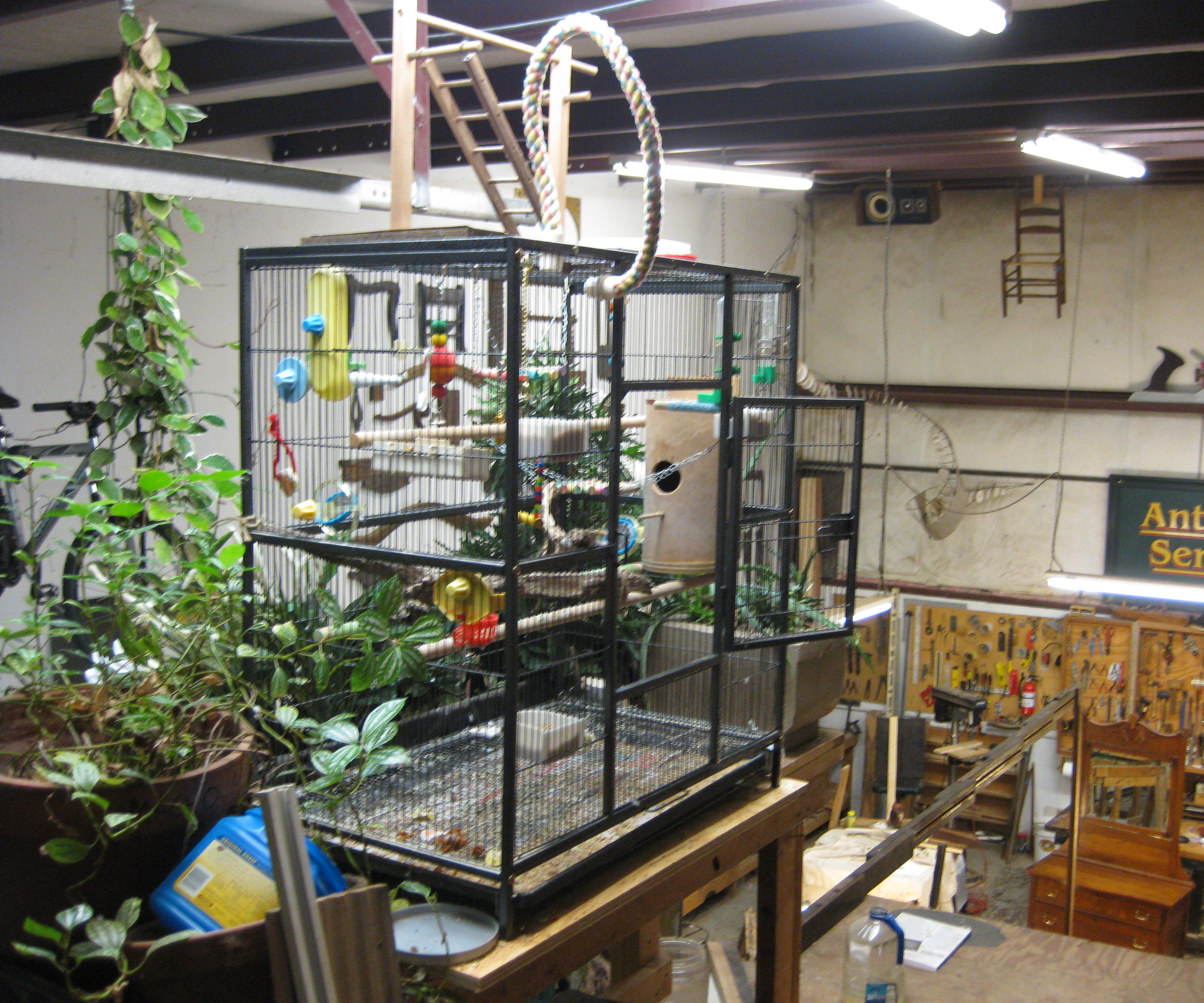 Natural Branch Parakeet (Budgie) Perch 