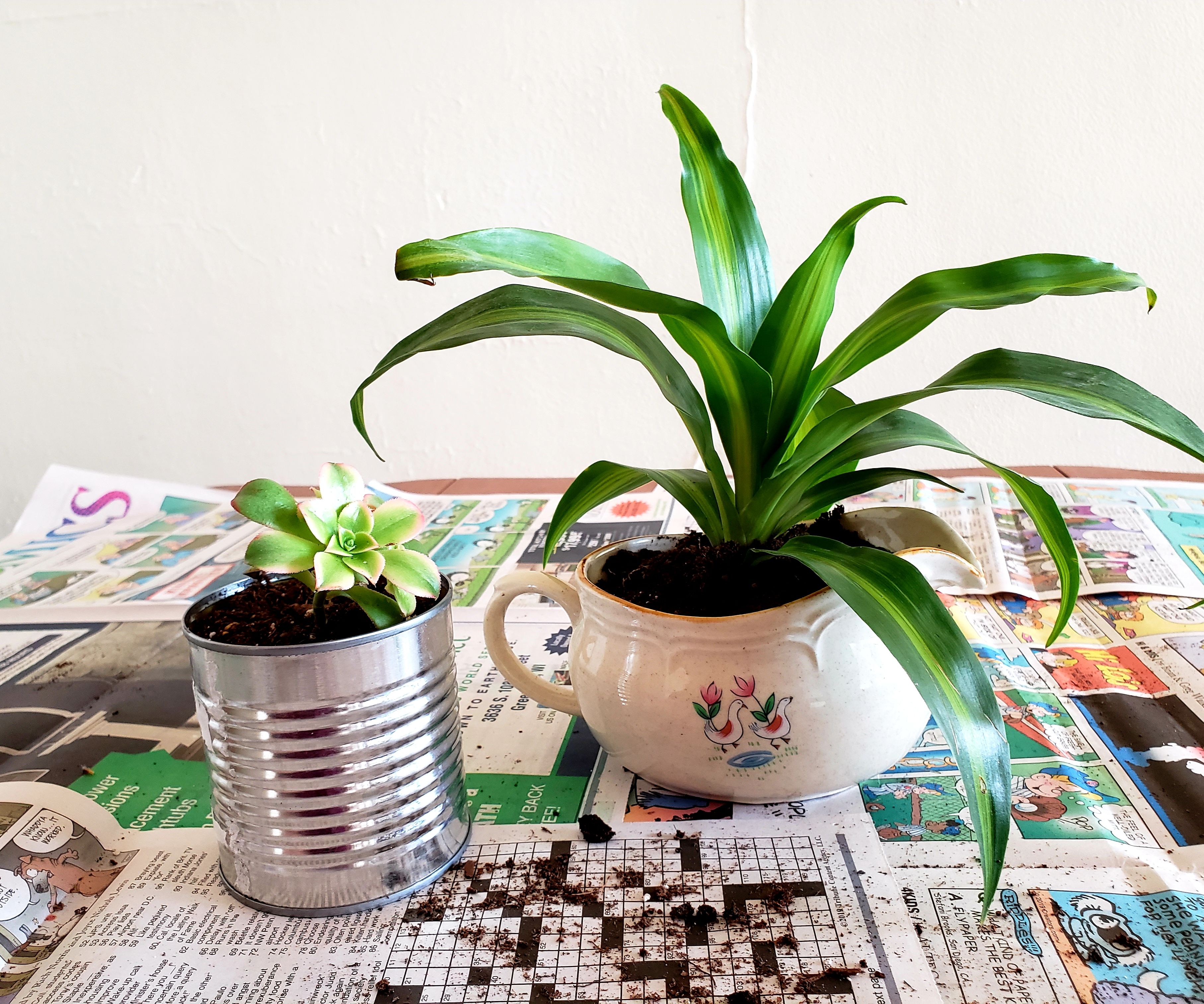 Kitchen Supply Planters