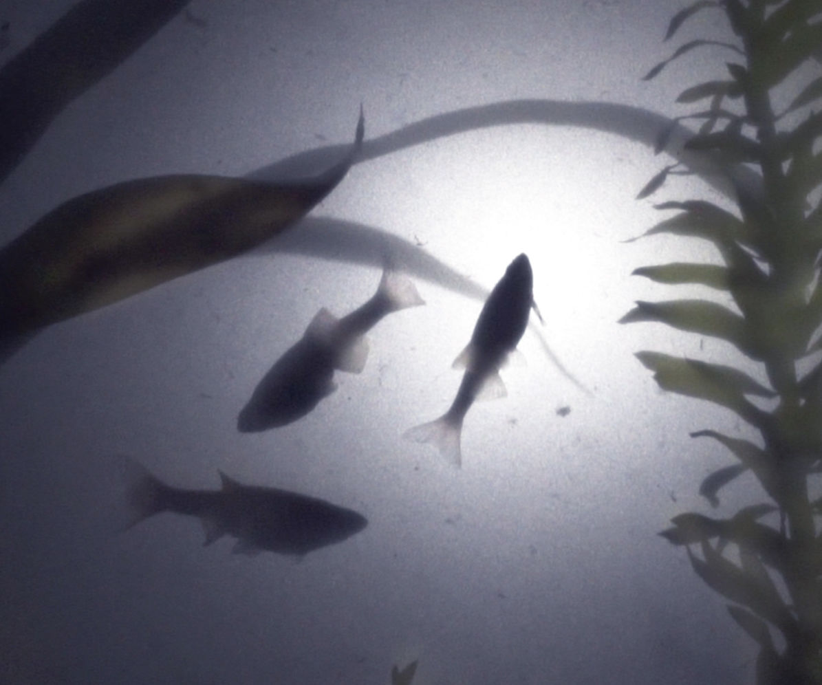 3D Fish Tank