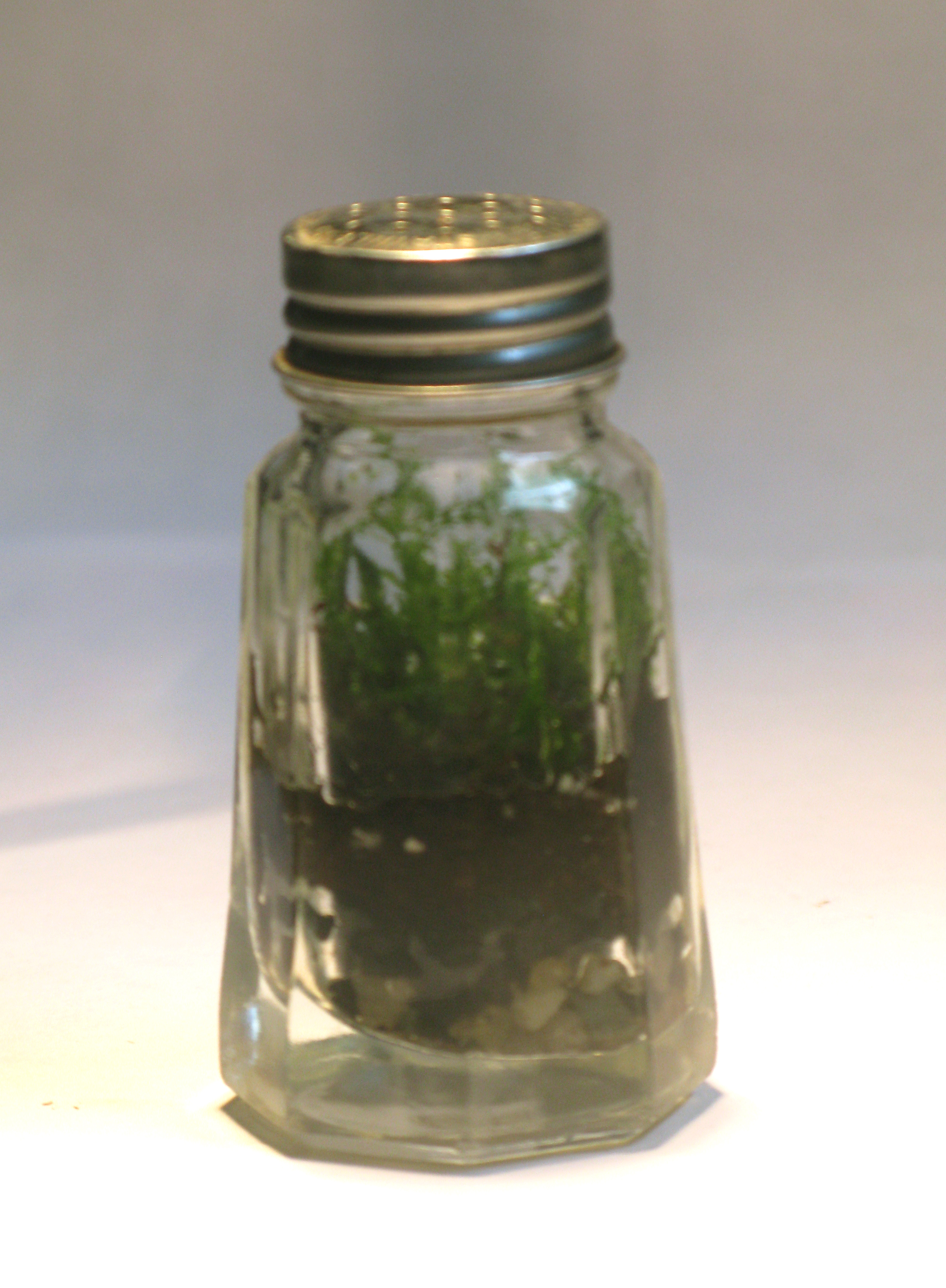 Bottle Garden
