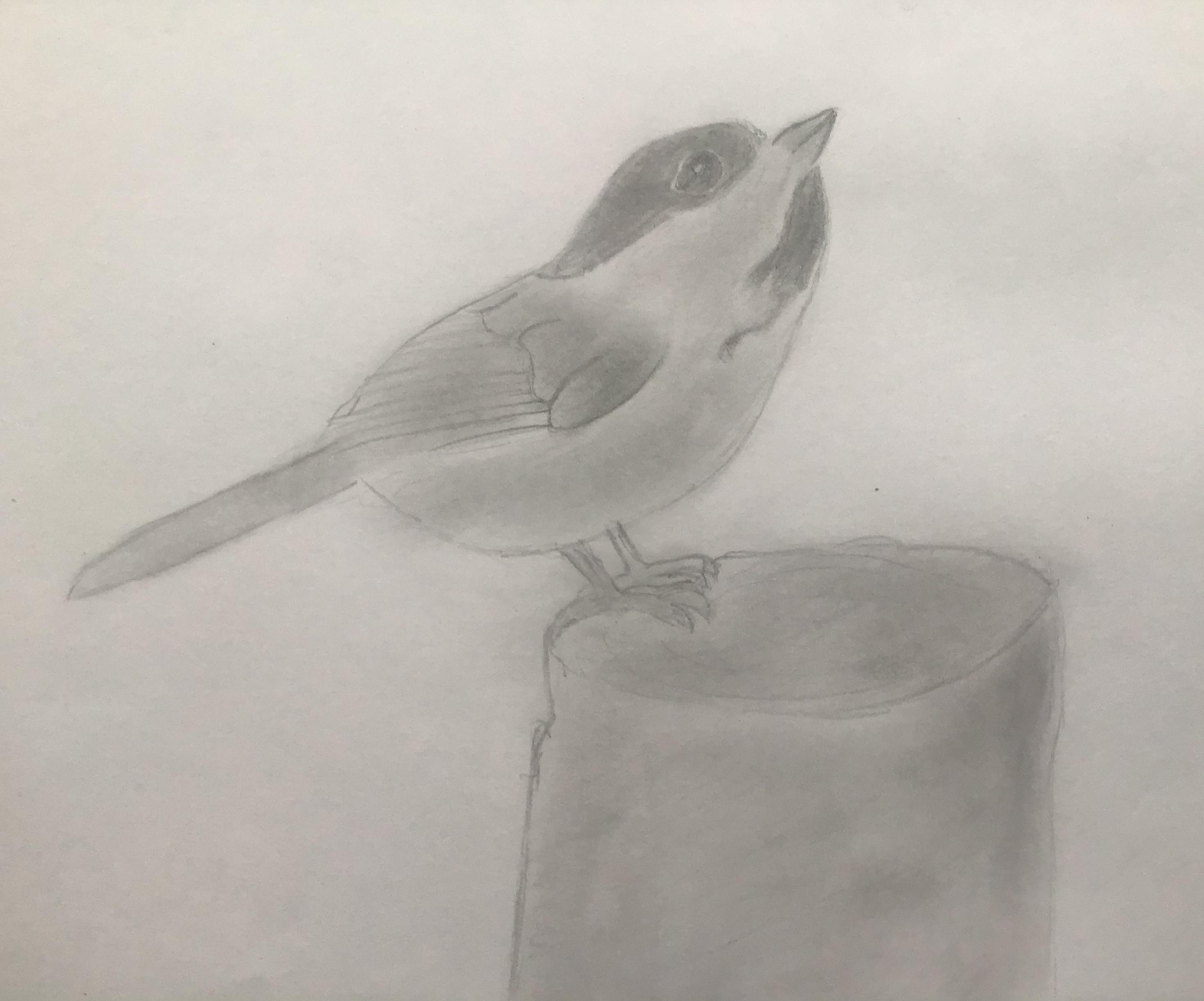 How to Draw a Chickadee