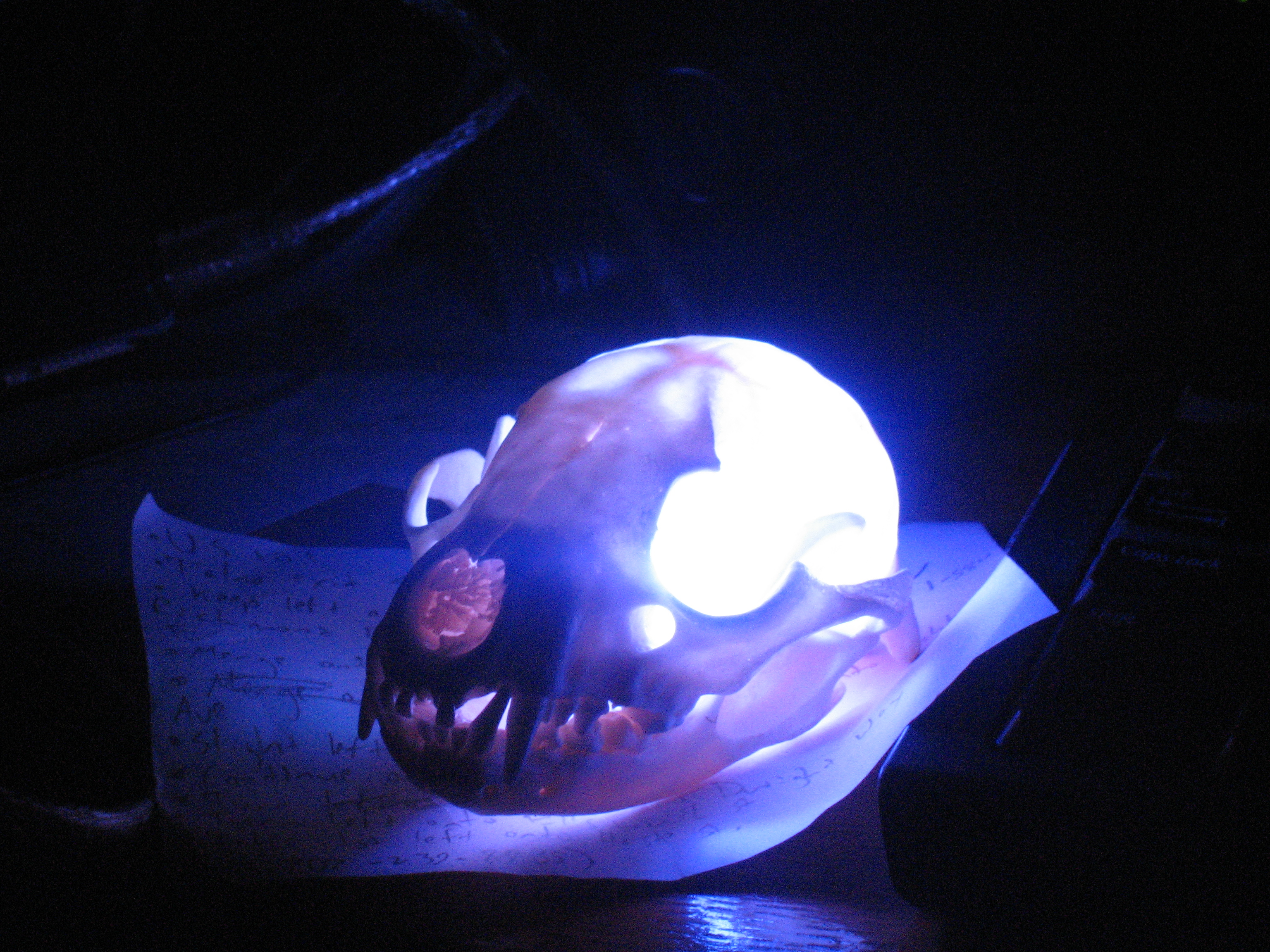 Raccoon skull USB LEDs