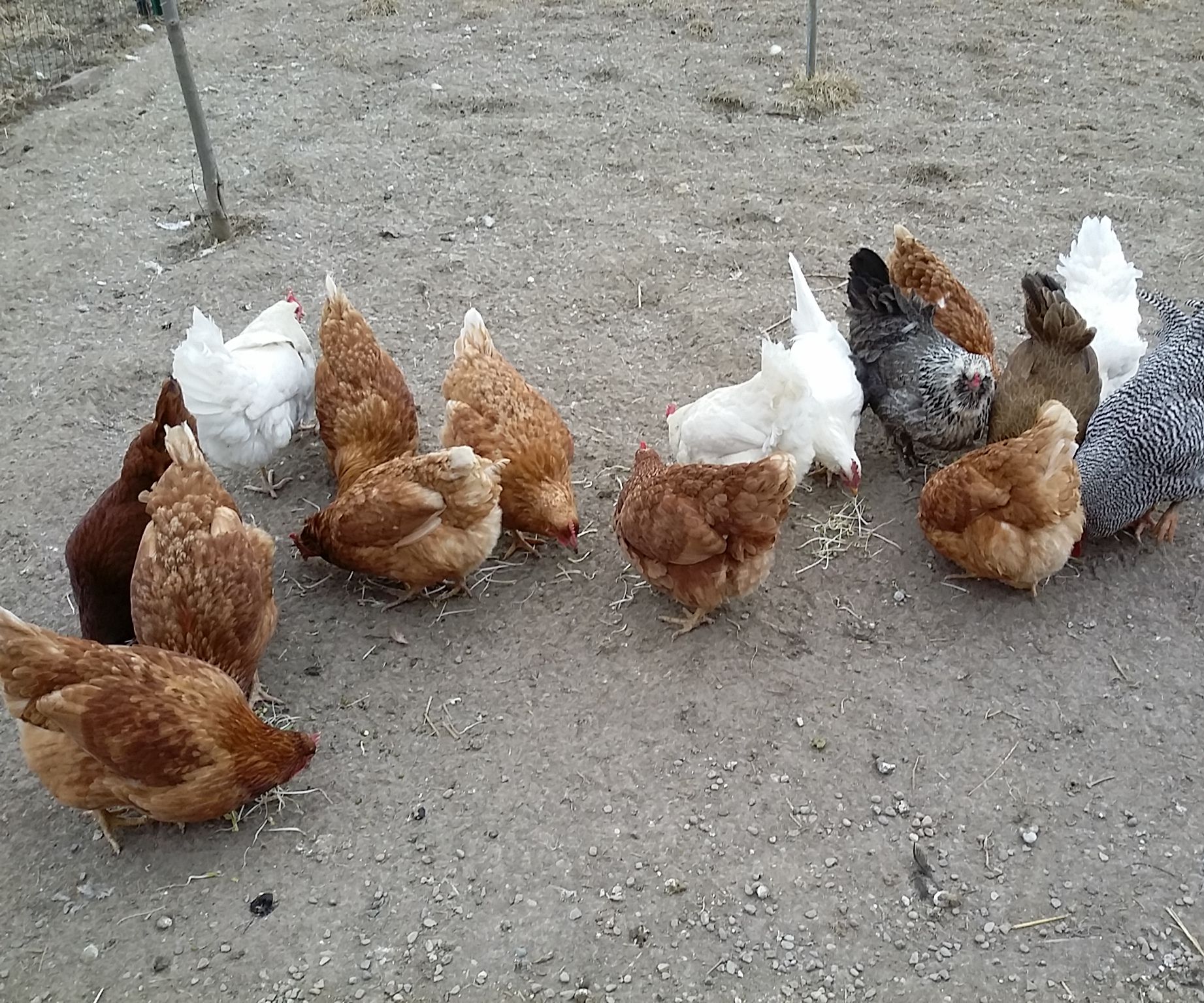 Sprouting Chicken Feed