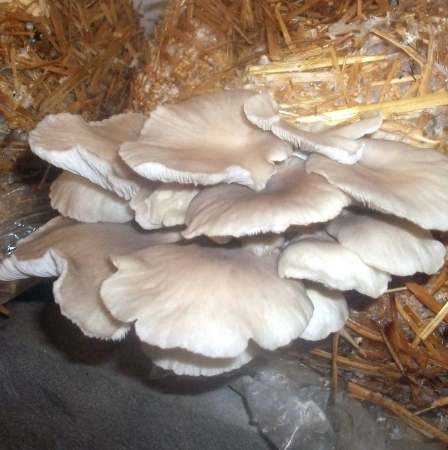 How to Grow Oyster Mushrooms (Low Tech)