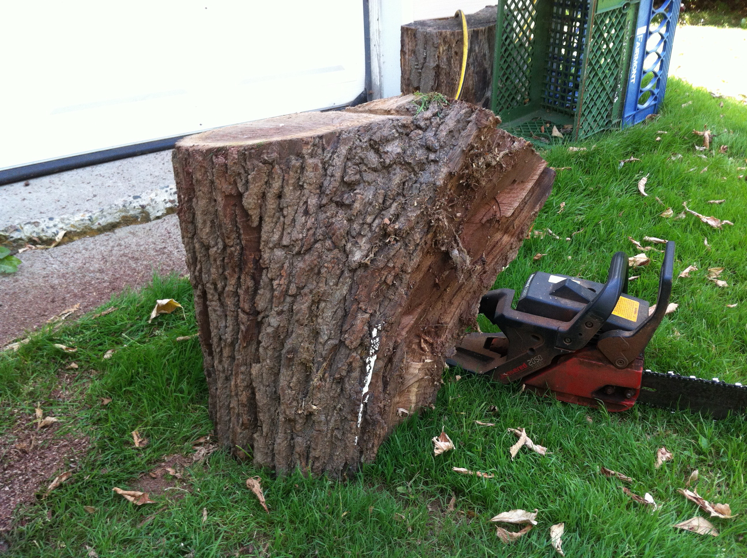From Tree To Lamp