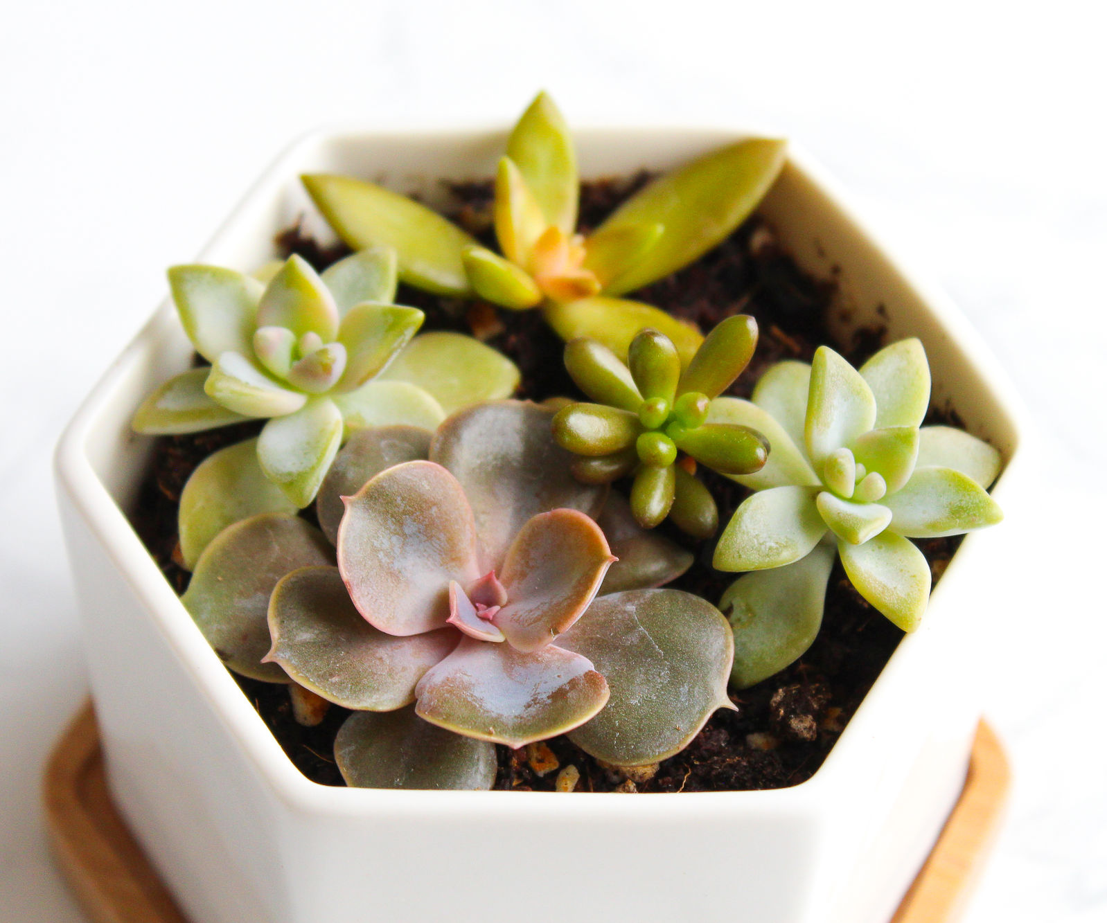 How to Take & Grow Succulents From Cuttings