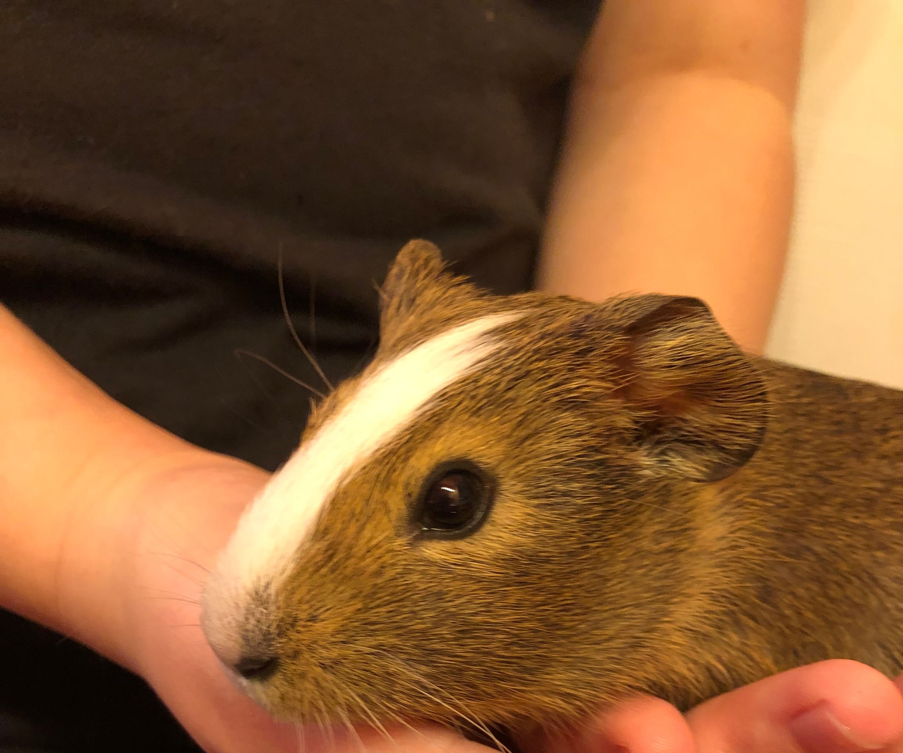 How to Bathe a Guinea Pig