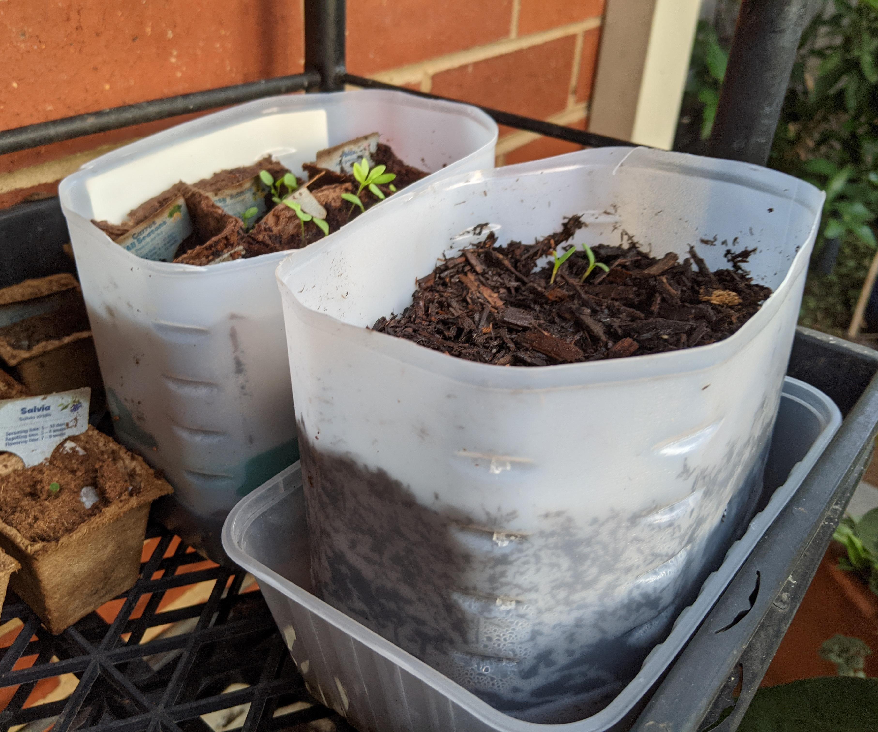 Milk Bottle Wicking Garden Pot