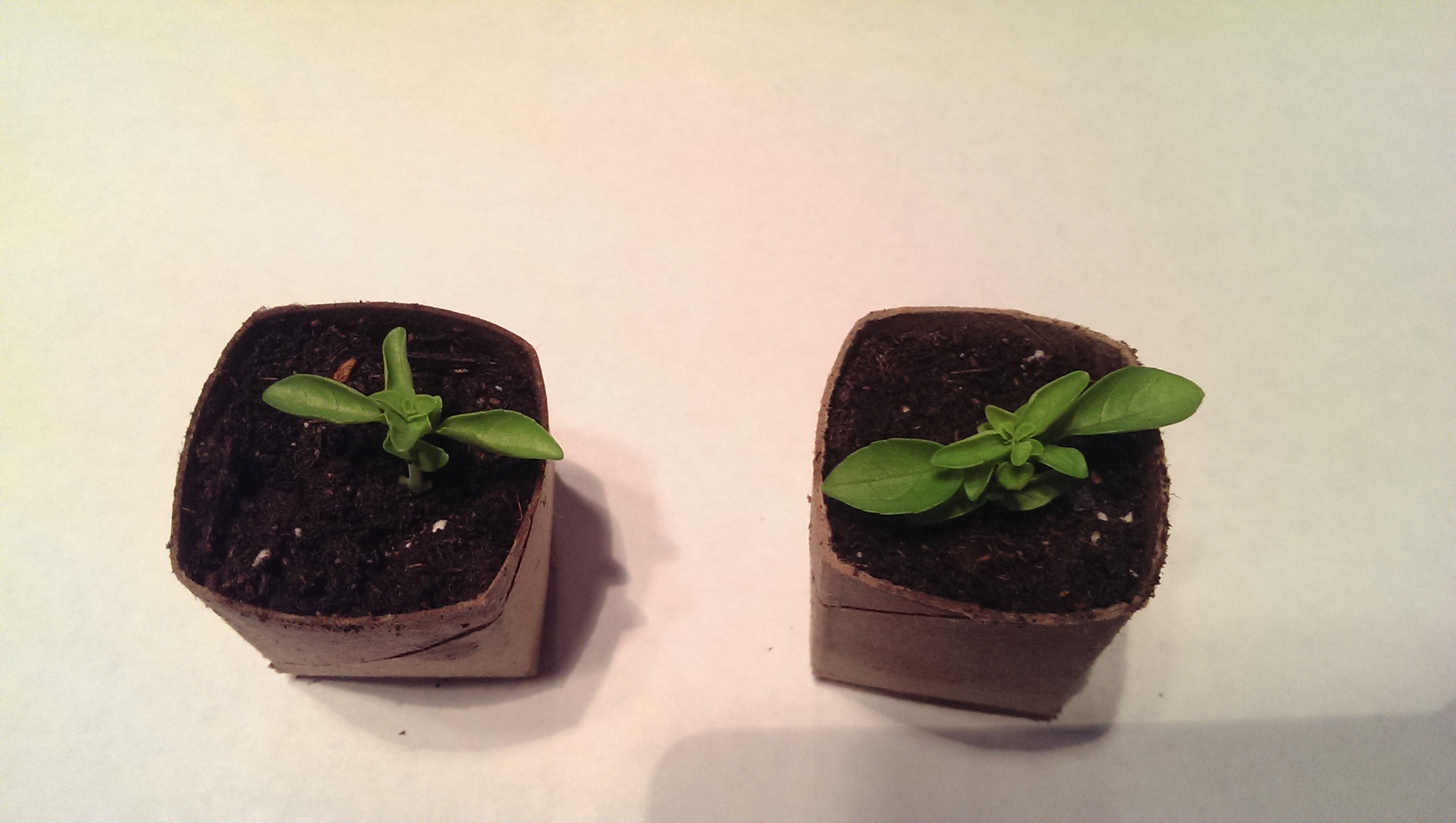 Biodegradable Toilet Paper Roll Seedling Pots