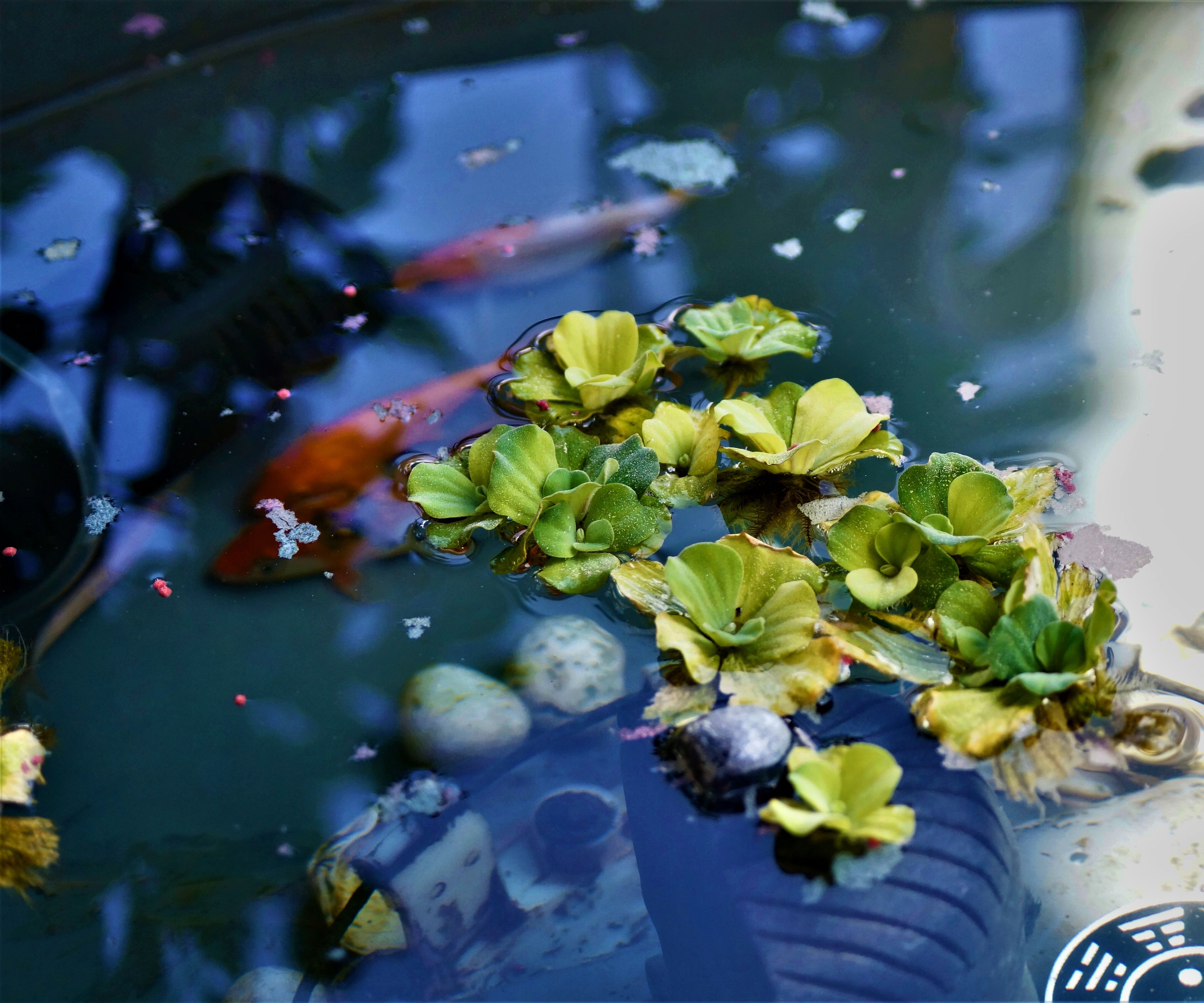 How to Add Moss to a Fish Pond