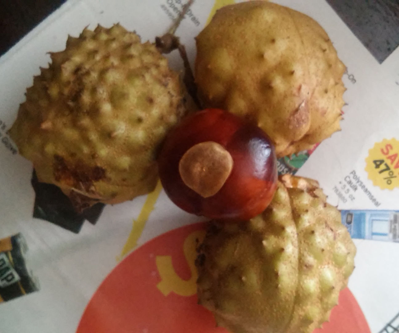 How to Find and Pick Buckeyes
