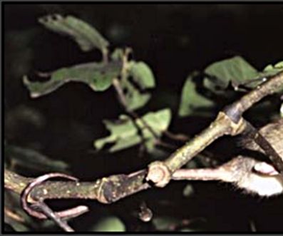 Eliminating Tree Rats