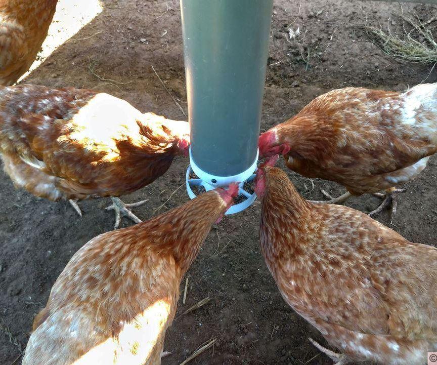 3d printed chicken feeder