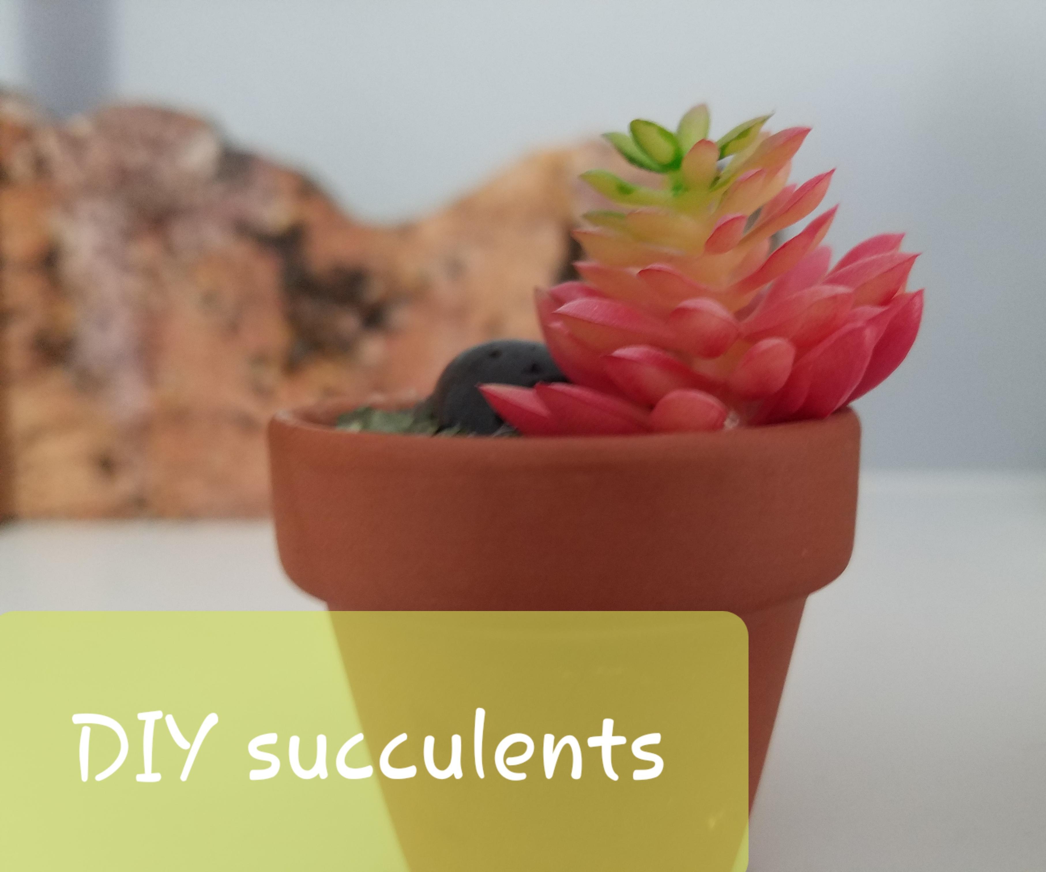 DIY Mini Succulents