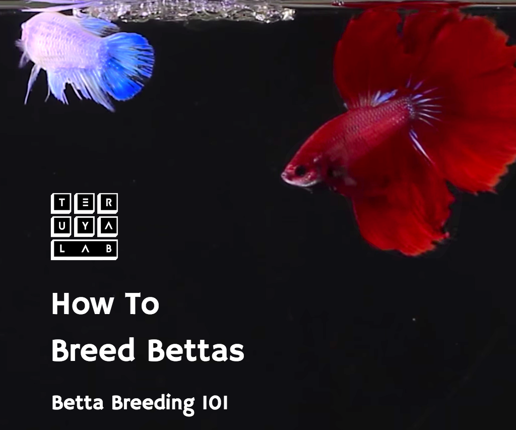 How to Breed Bettas: Betta Breeding 101