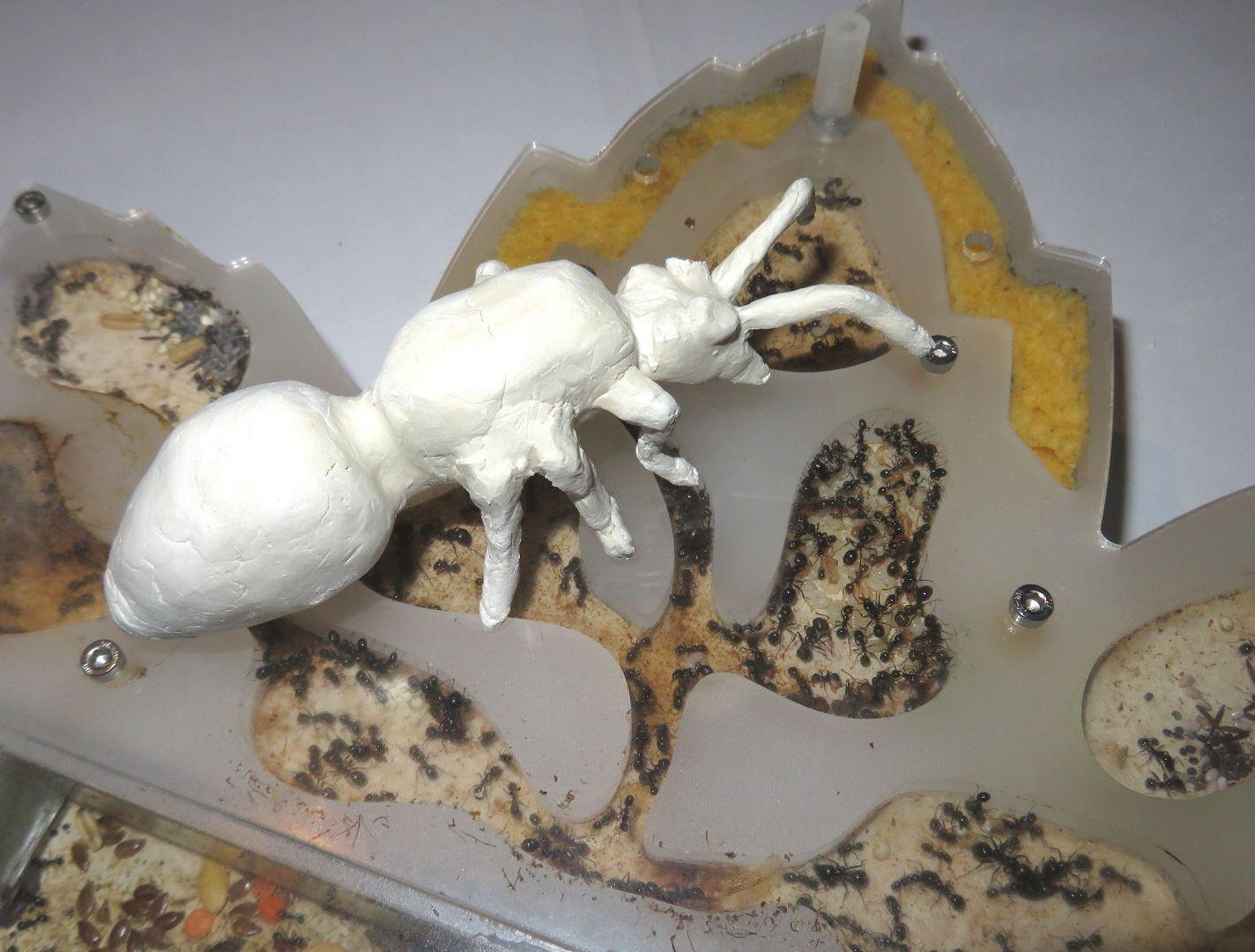 Larger Than the Natural Life Ant Sculpture