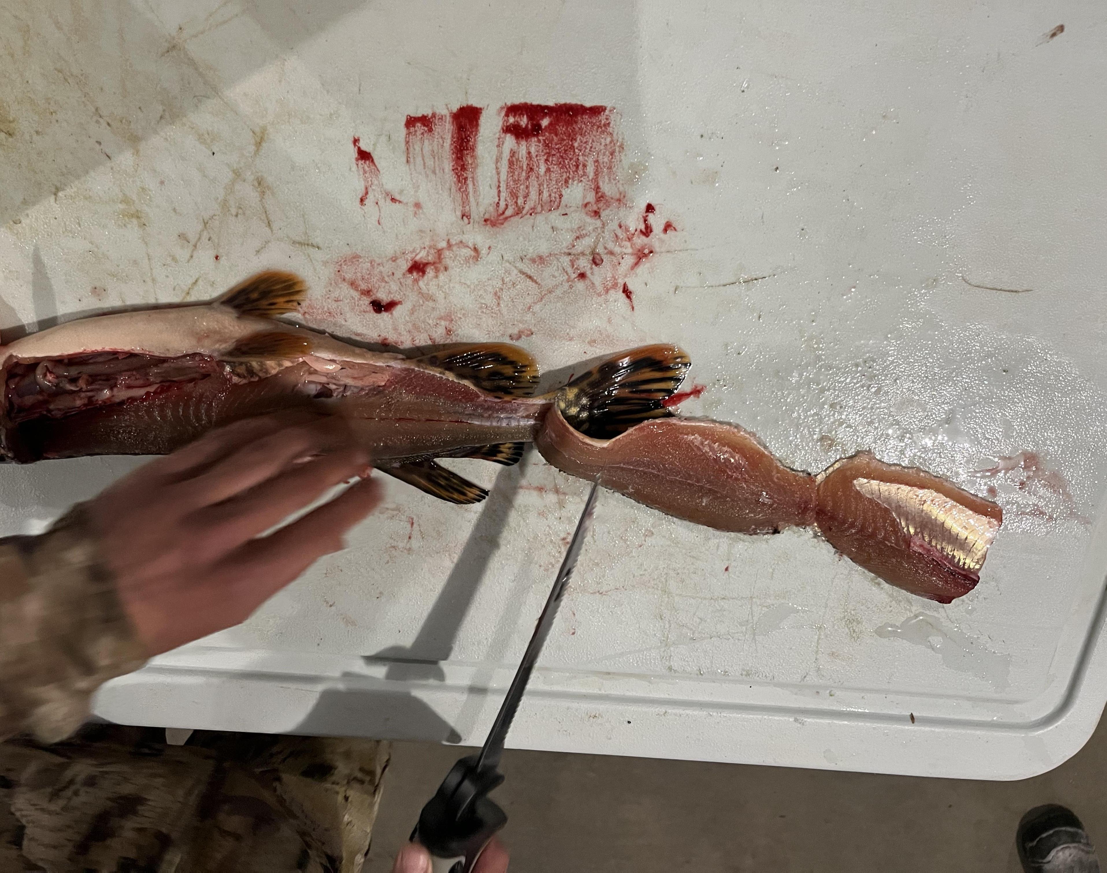 How to Filet a Fish