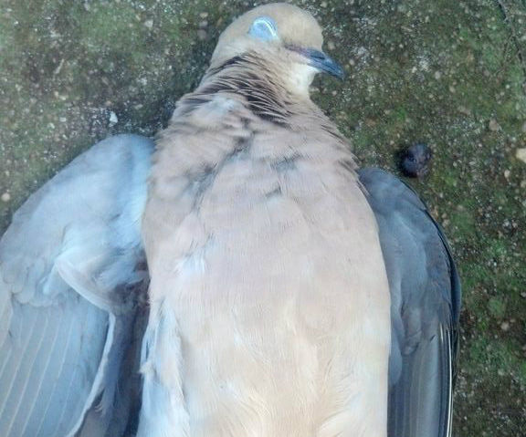 How to Clean a Dove