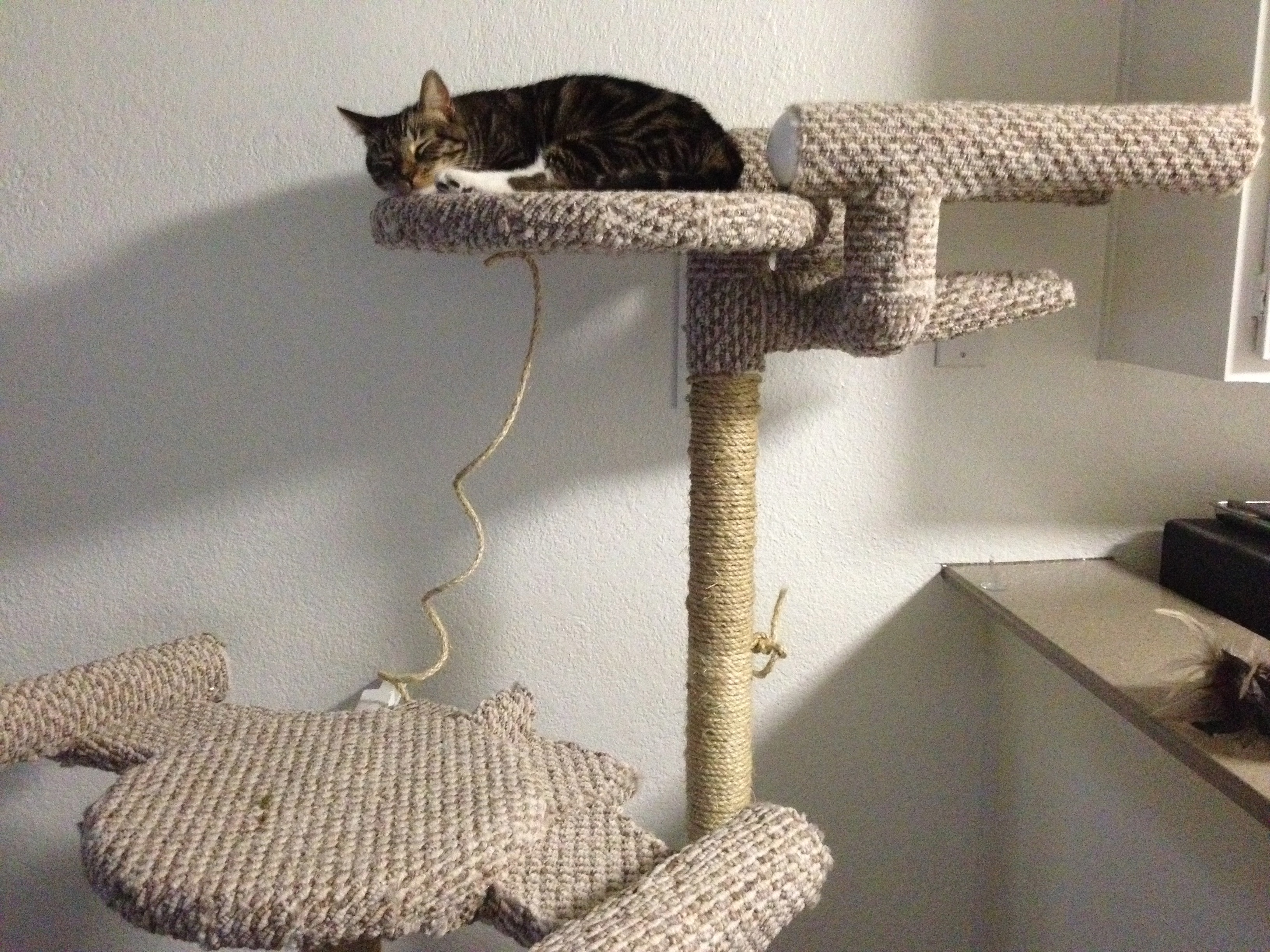 Star Trek Cat Tree (with Enterprise and Romulan Bird of Prey)