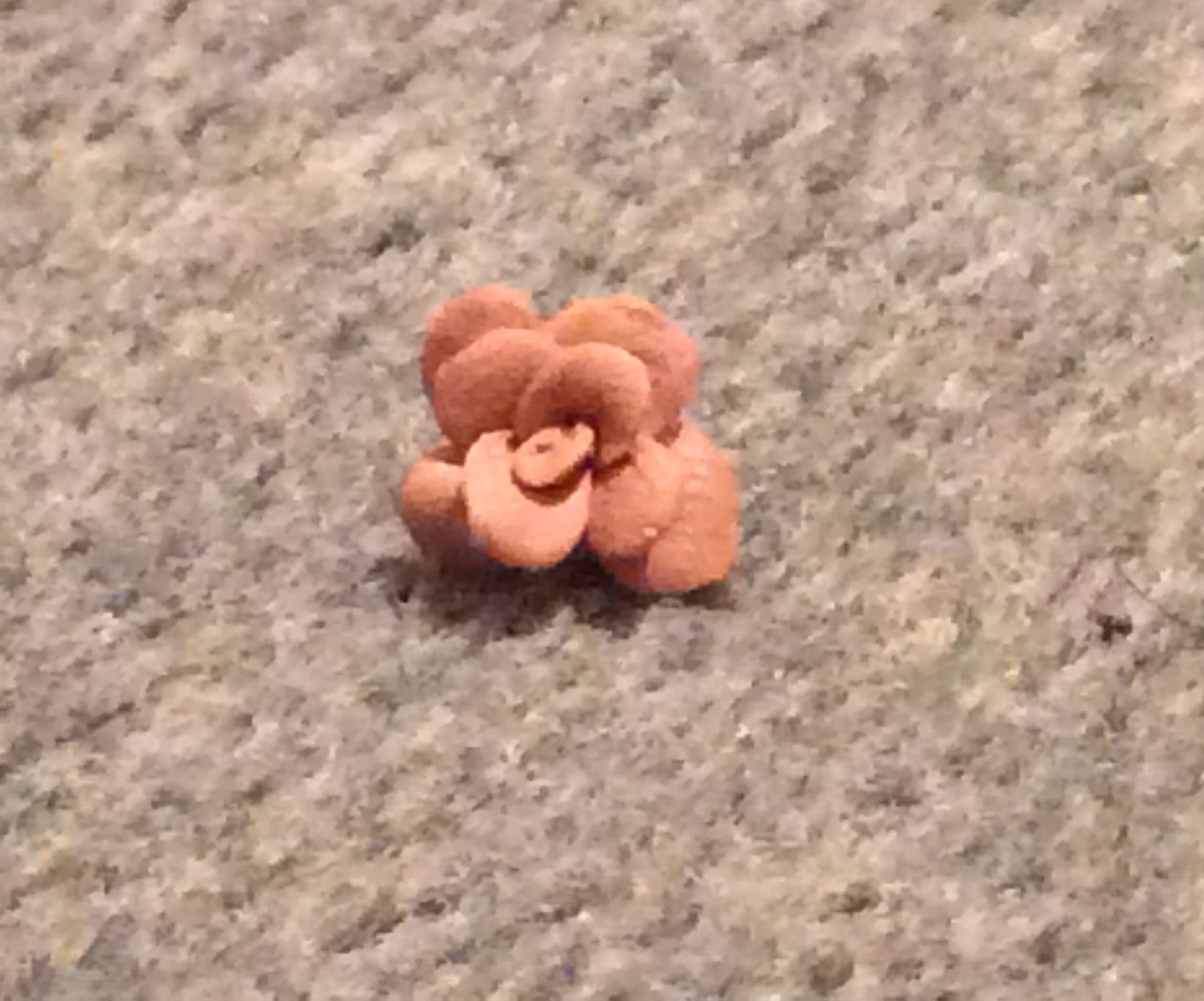 Clay Rose