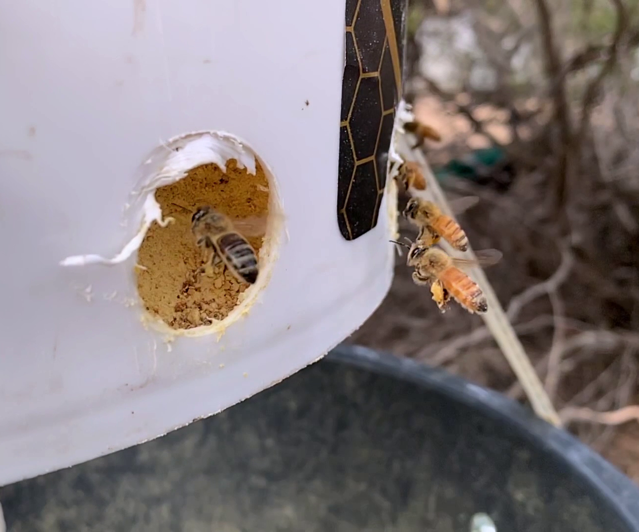 How to Make a Pollen Feeder for Beekeeping