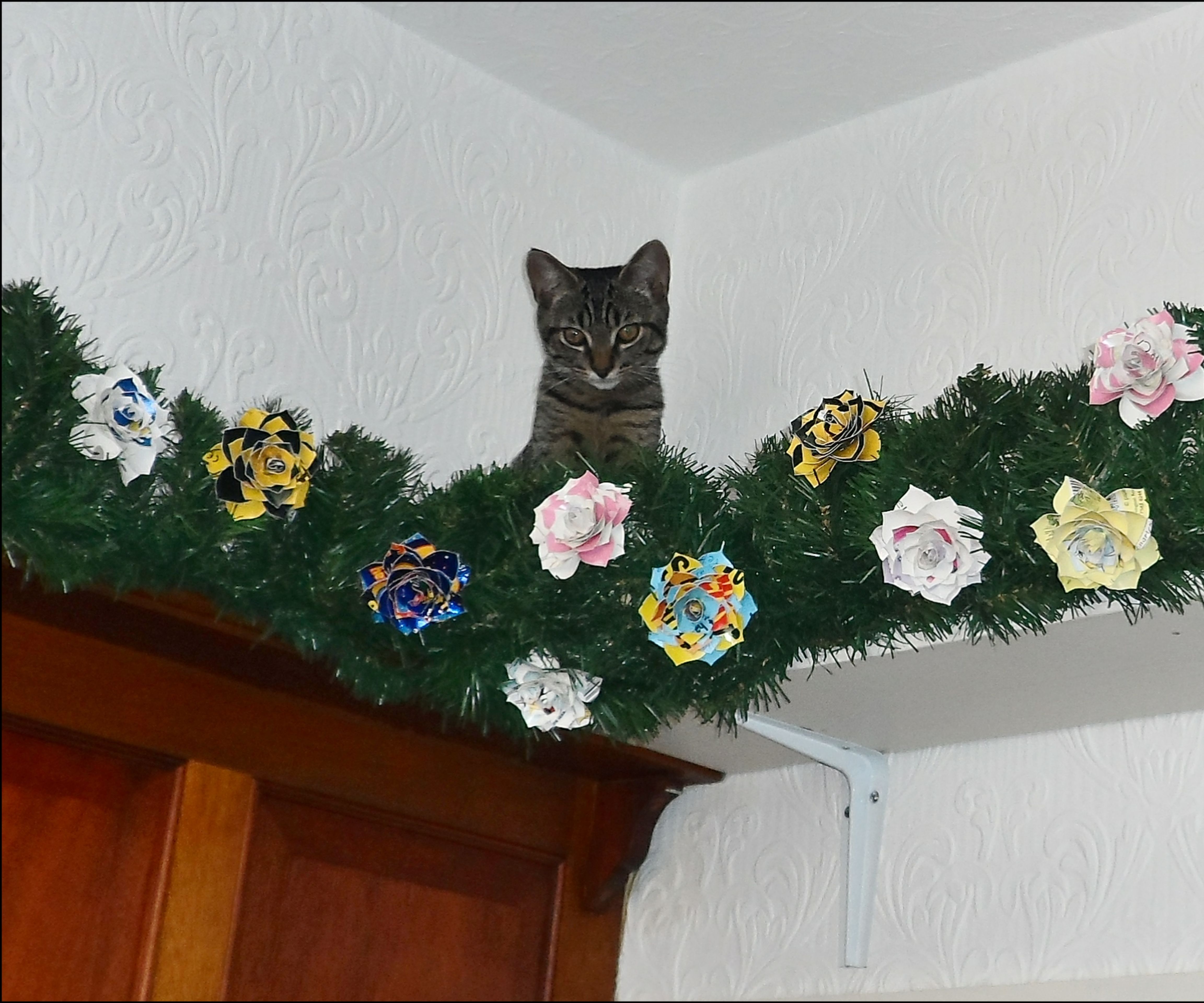 Cat Highway