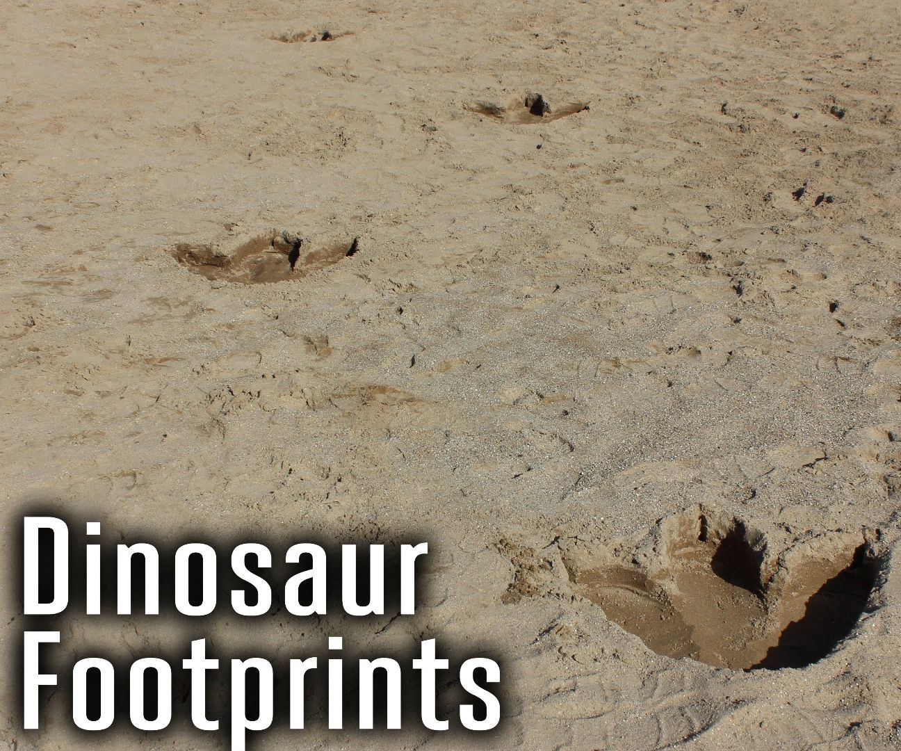 Dinosaur Footprints