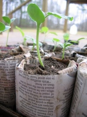 Newspaper Planters