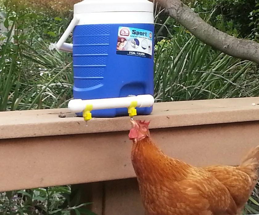 Chicken Waterer Using Cooler and Electrical Fittings