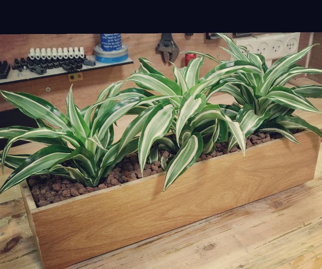 Window Pot