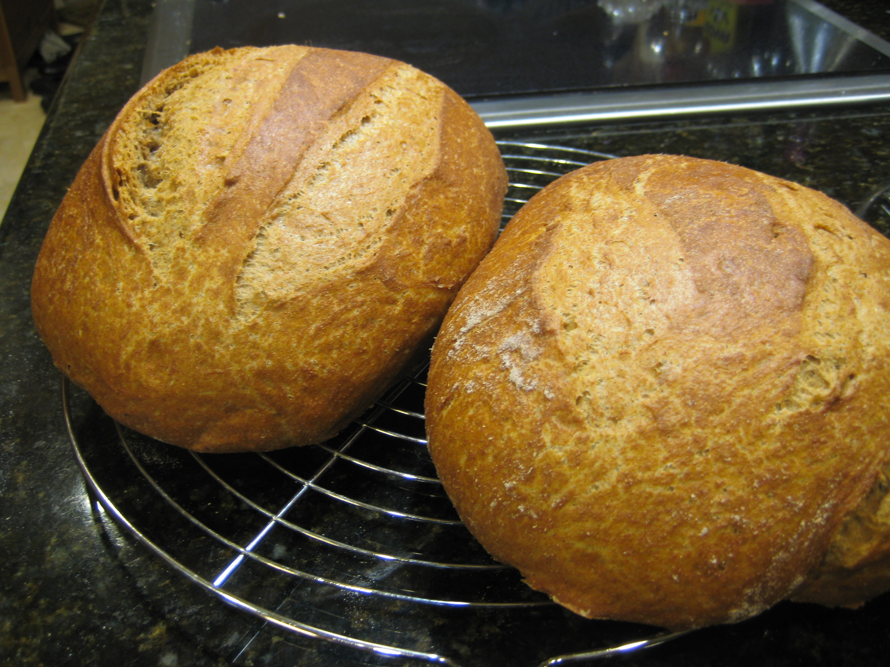 100% Whole Wheat Crusty No Knead Artisan Bread