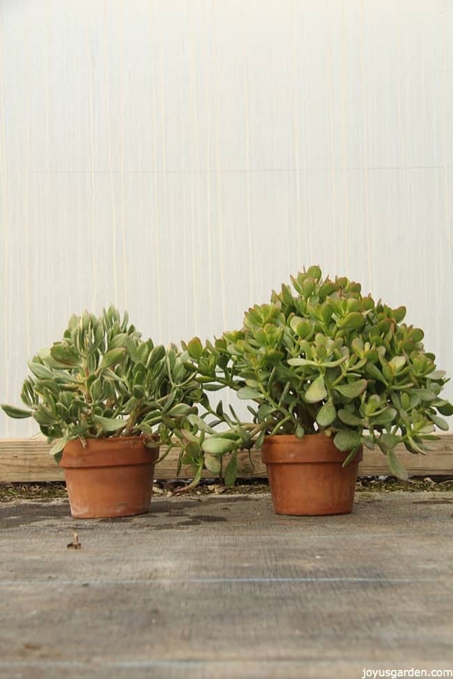 two-Jade-Plants-planted-in-small-terracota-pots-the-plants-are-small-size-but-look-healthy-and-fleshy.jpg