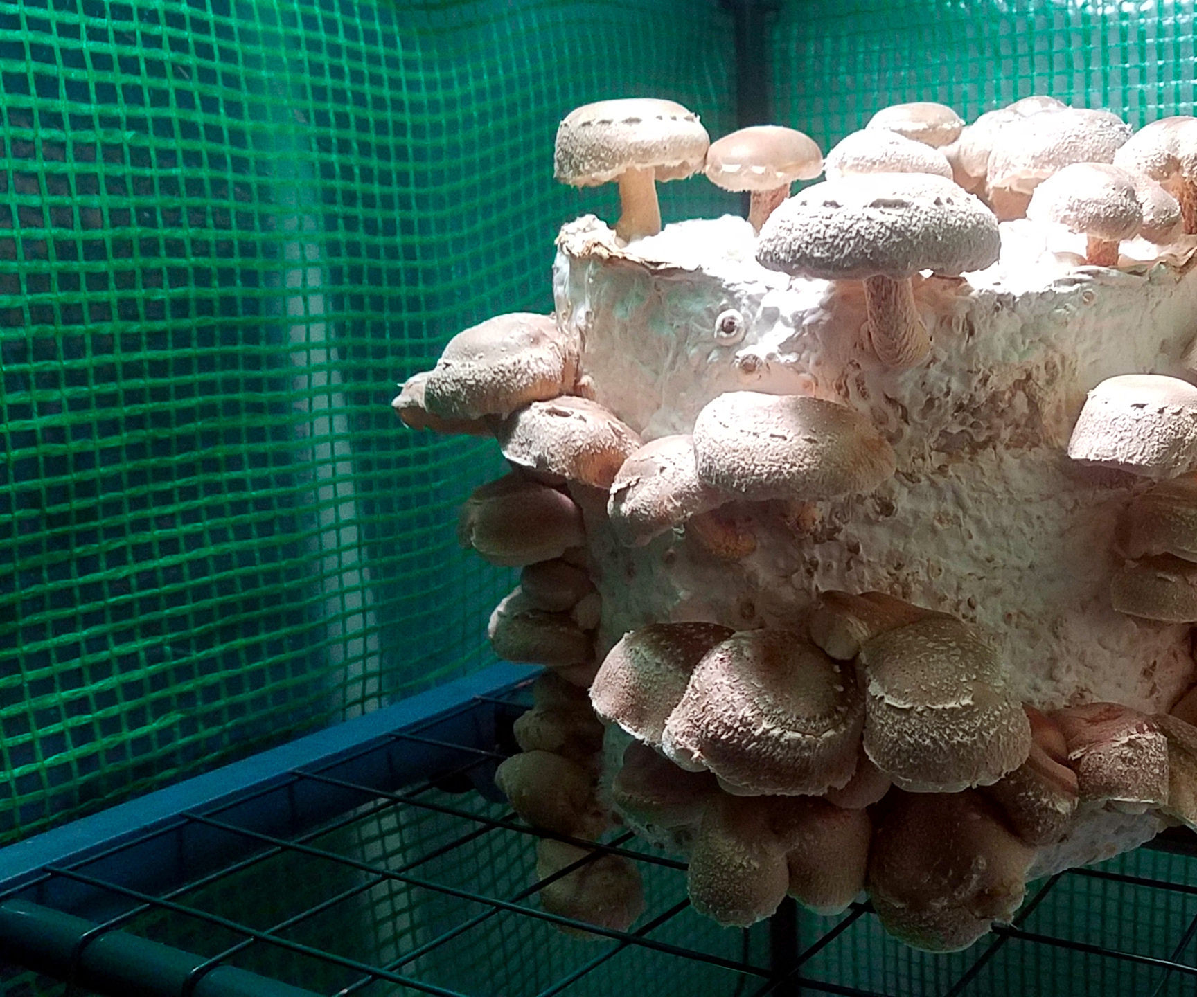 Shinty_six's Shiitake Bucket Tek