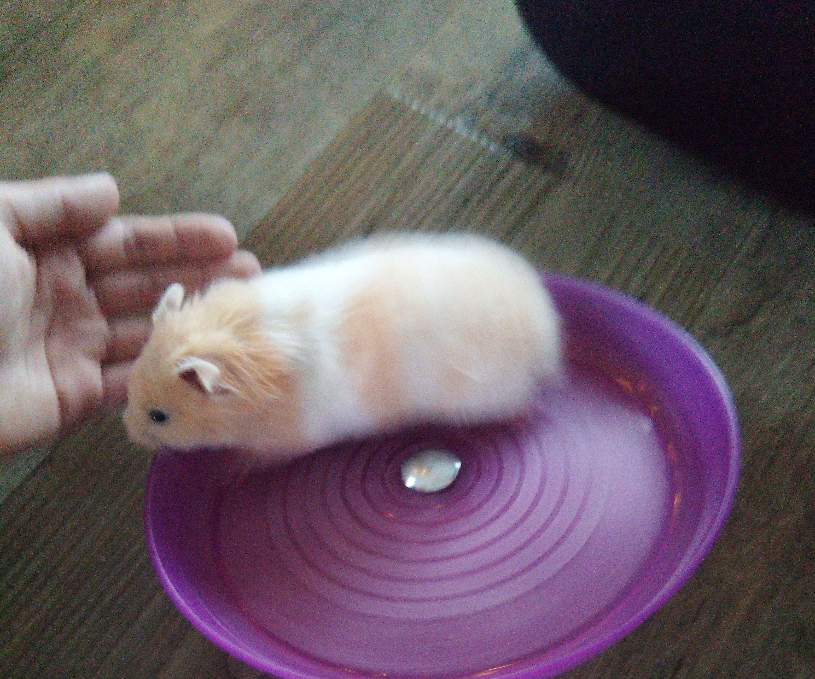 Hamster Spinning Wheel From Ikea Plate