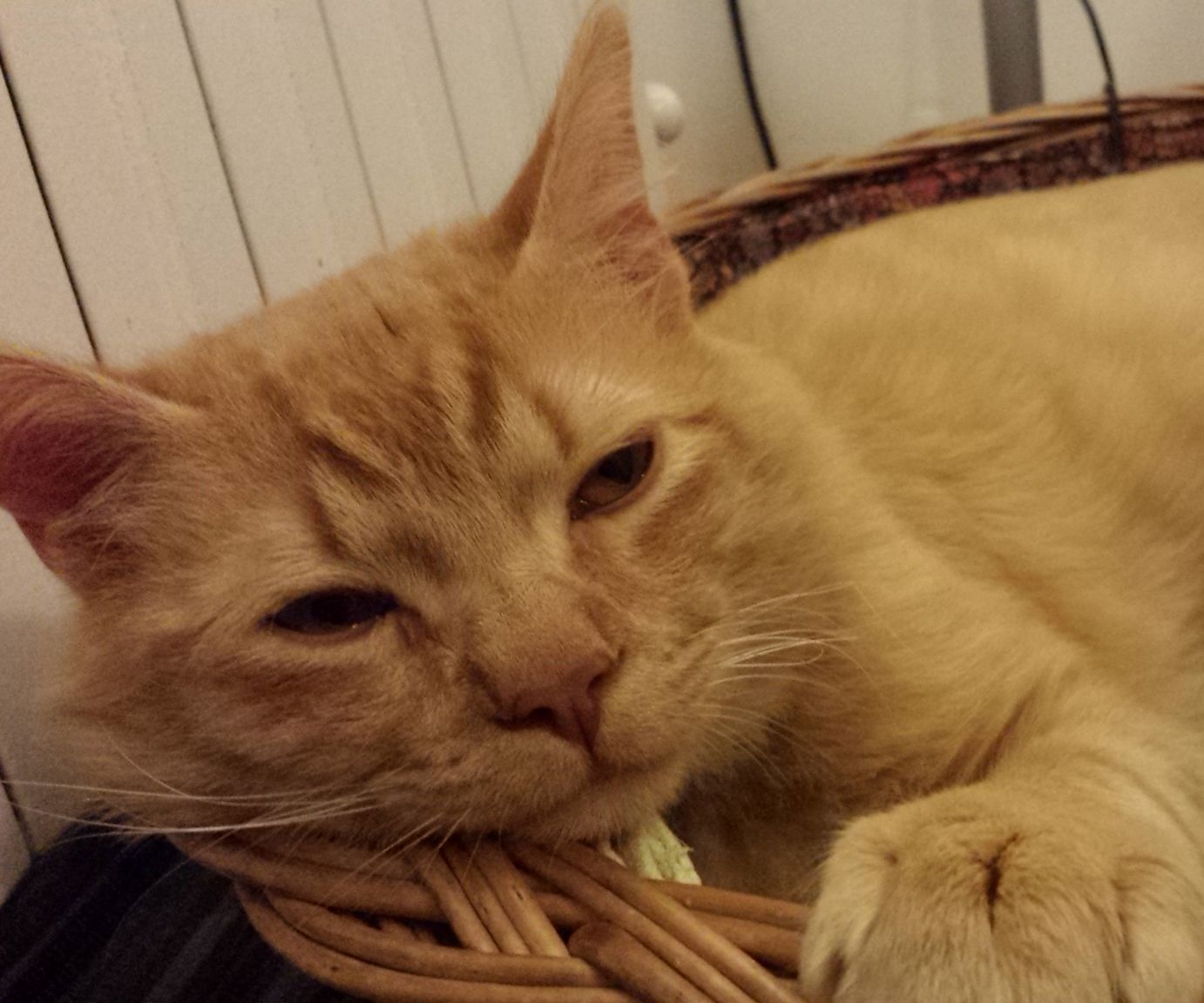 Heating Pad for Cat