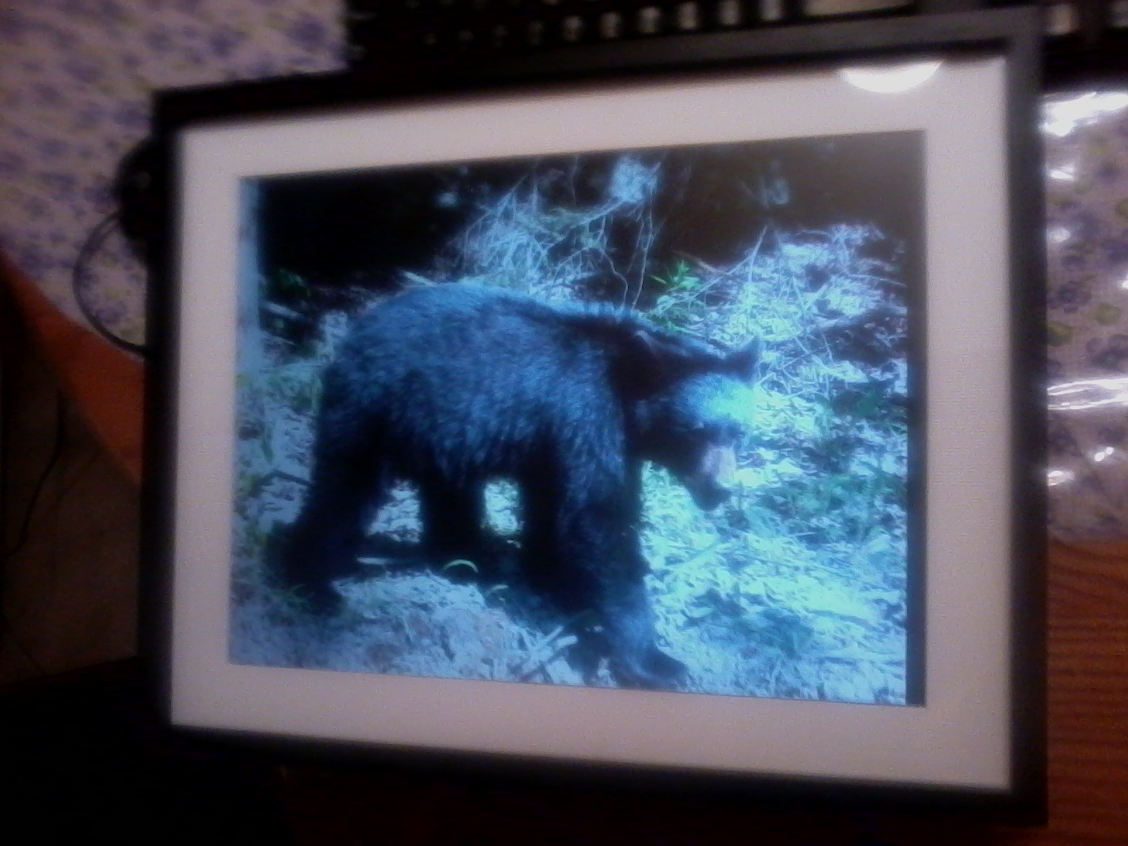 Digital Picture Frame: or how I stopped procrastinating and built something out of junk