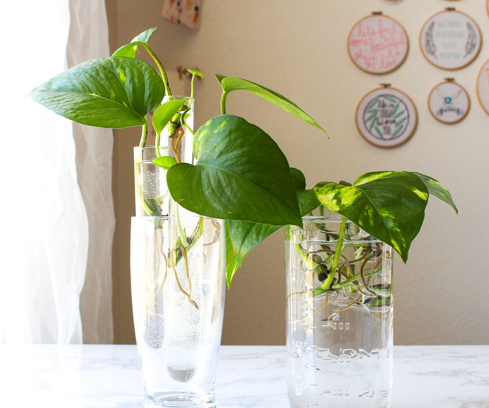 How to Grow a Pothos Plant in Water