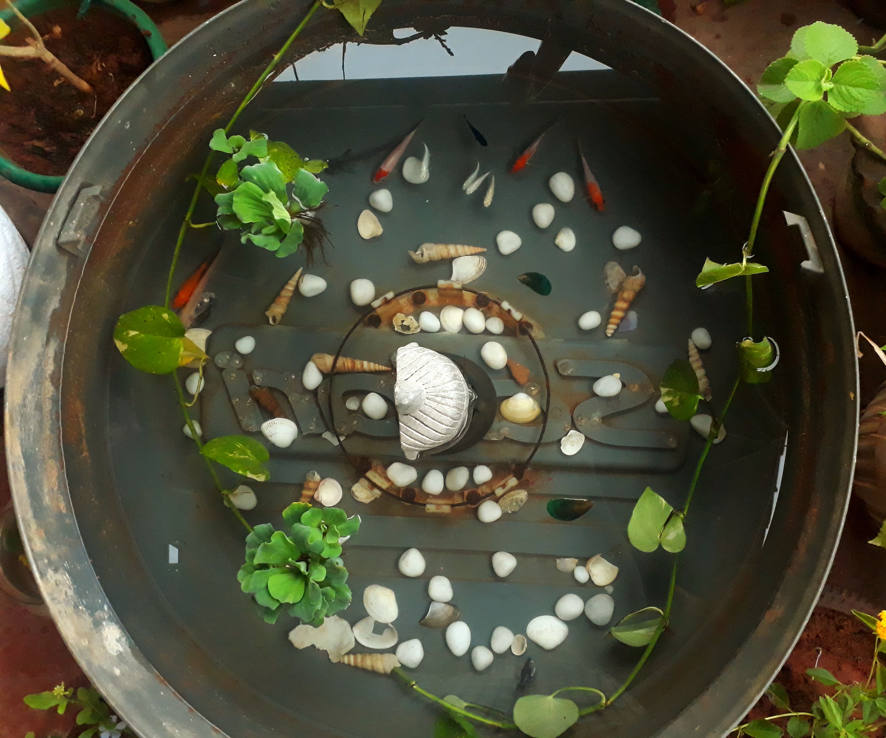 How to Make a Fish Pond at Low Cost