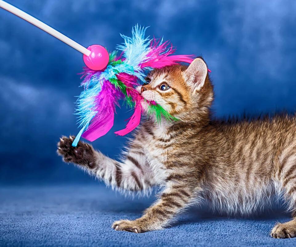 The Lazy Cat Lady's Cat Toy