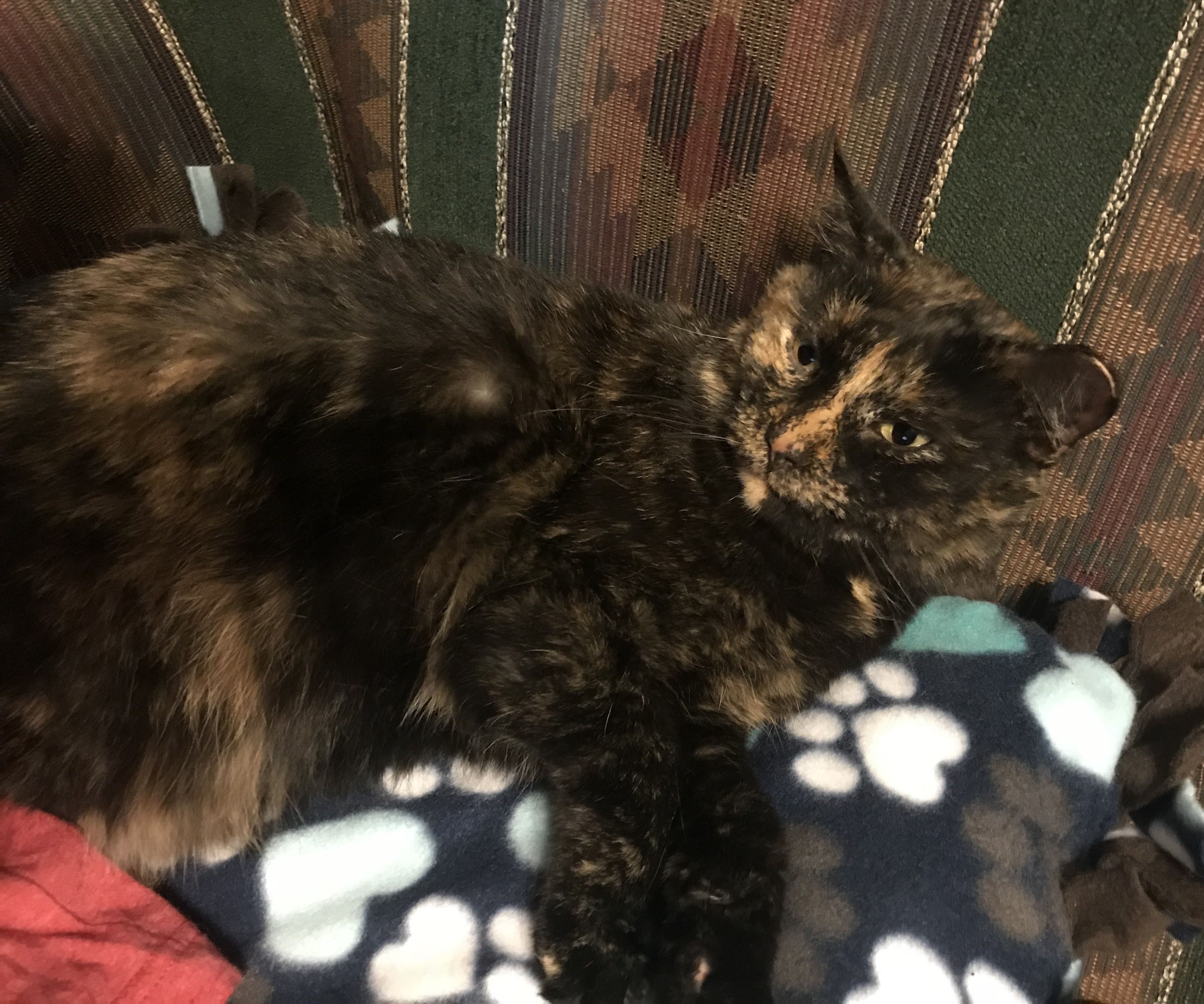 Making a Fleece Padded Pet Bed