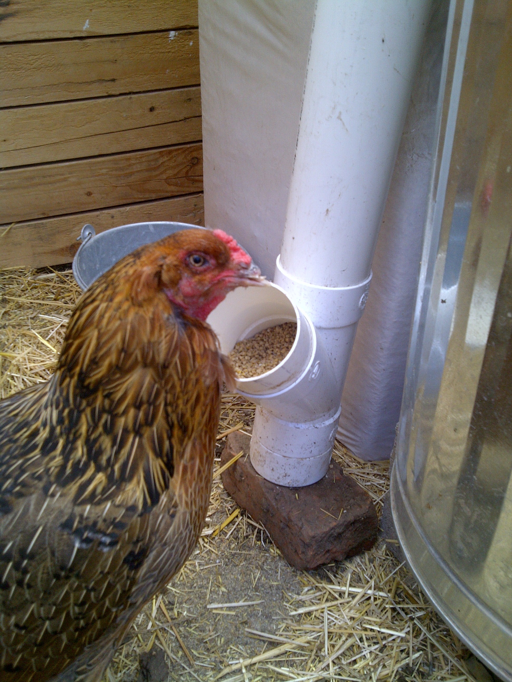 PVC Chicken Feeder